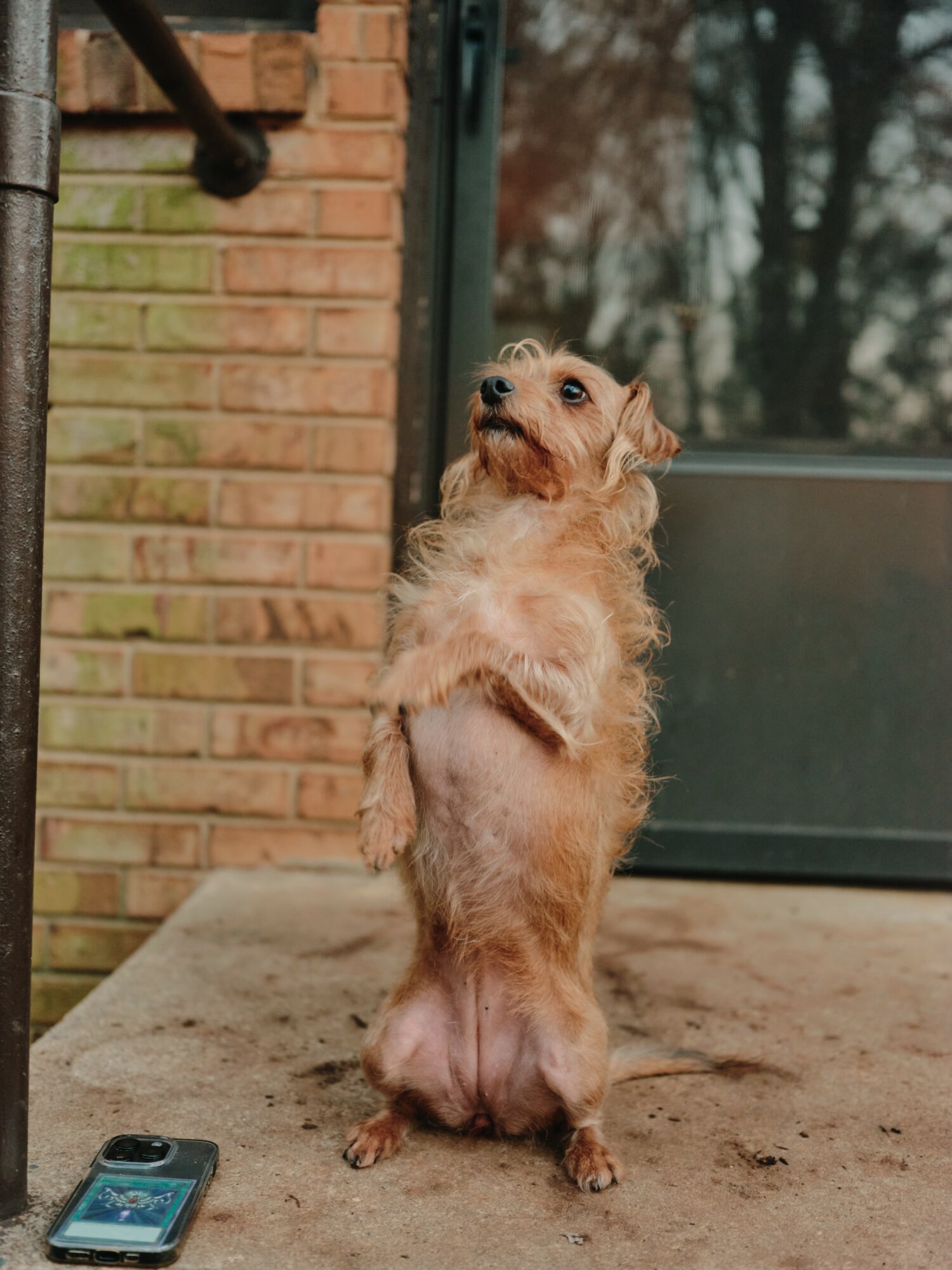 Small dog standing on hind legs outside near brick wall and glass door, looking upward.