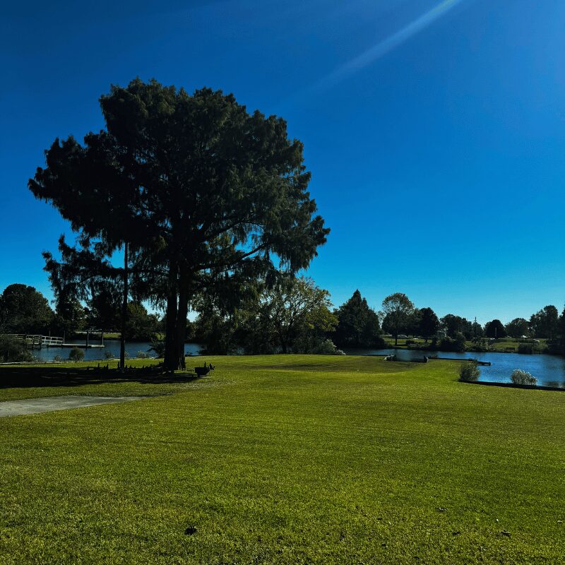 Large tree with lush foliage beside a pond on a sunny day with clear blue sky.