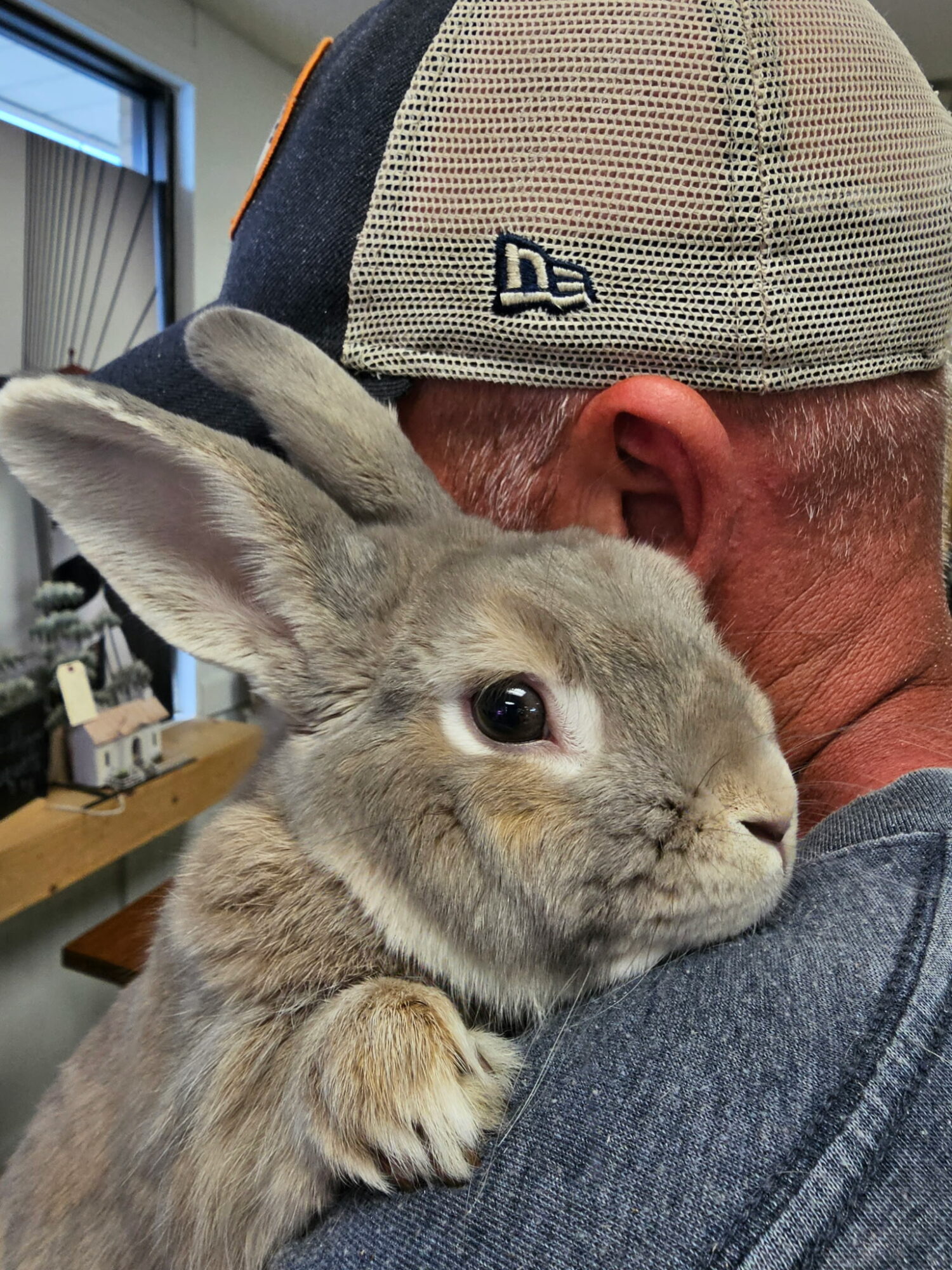Person holding a gray rabbit with large ears indoors, background shows a window and furniture.