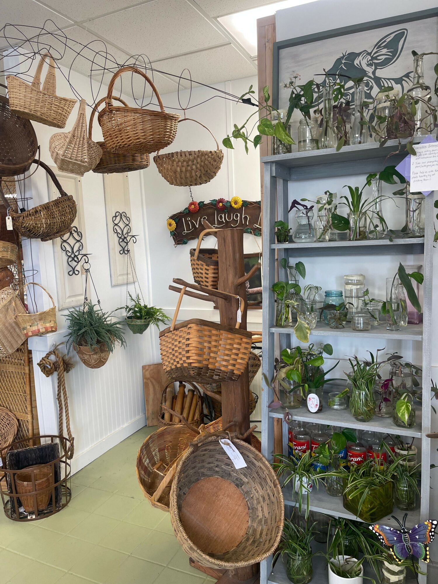 Display of various potted plants and wicker baskets on shelves and the floor in a room.