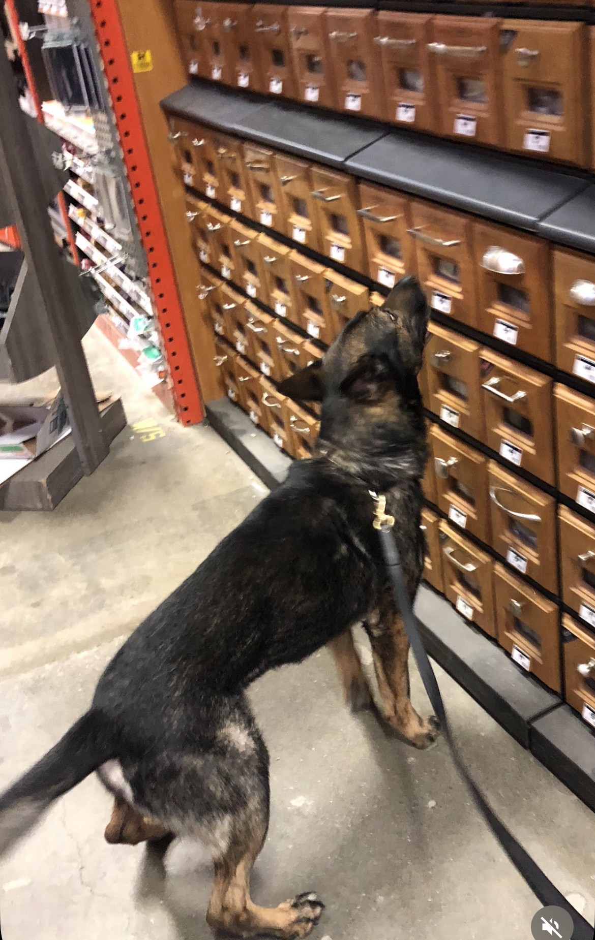 Dog standing on floor in front of a wall of small brown storage drawers, looking upward.