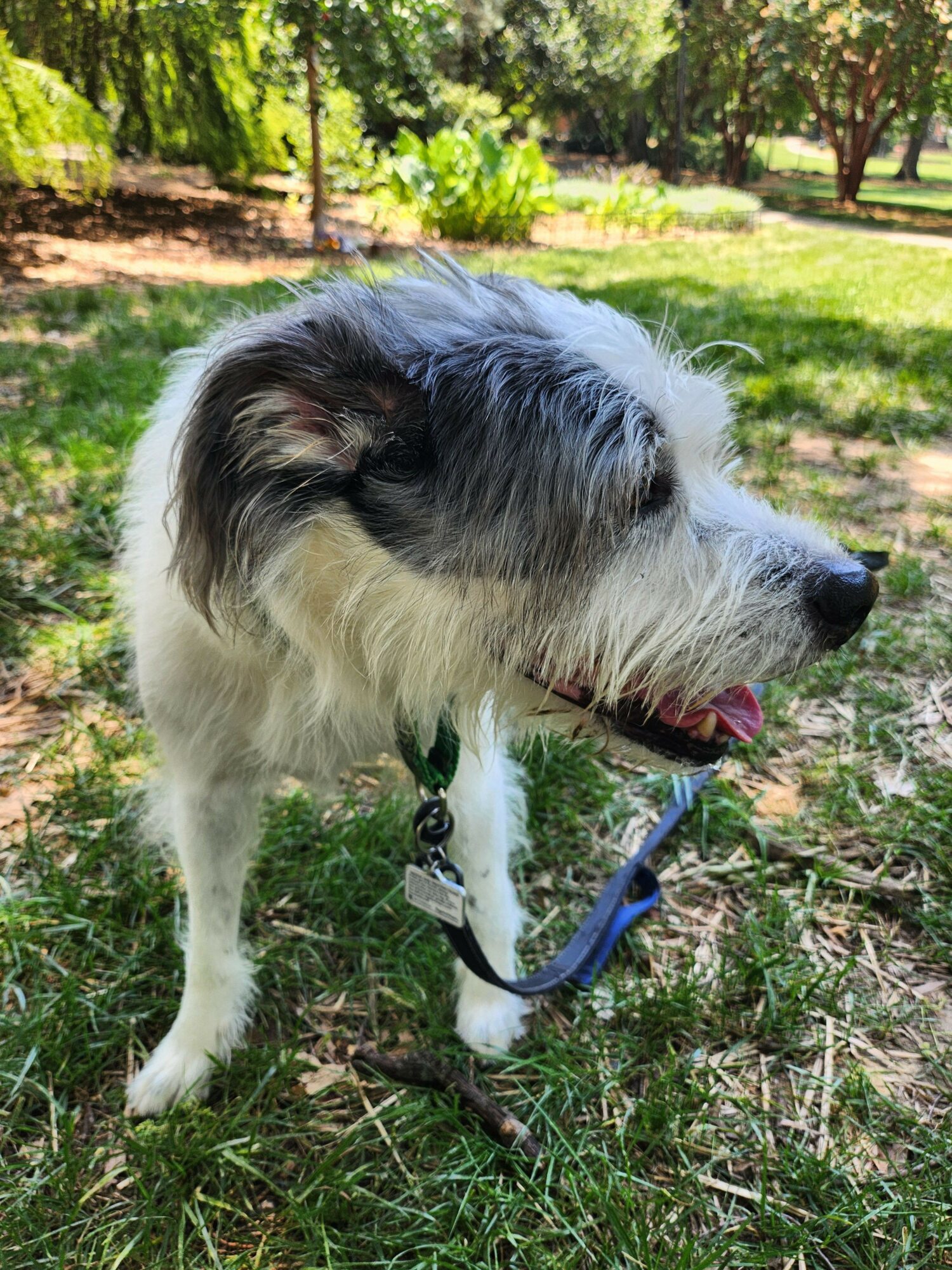 Dog with black and white fur lying on grass, mouth open, tongue out, outdoors with trees and sunlight.