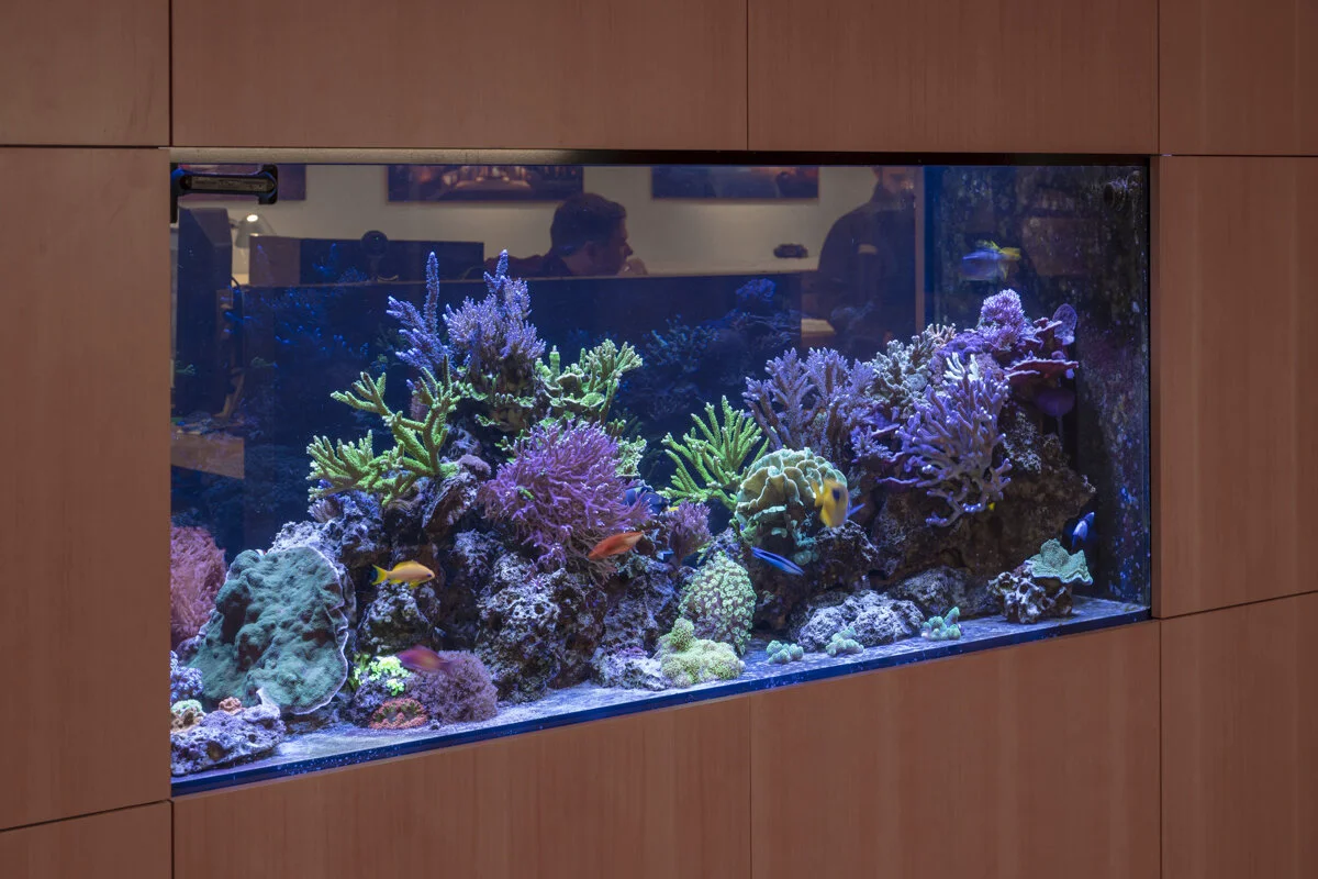 Aquarium with colorful coral and fish inside a wooden frame, viewed through glass, with reflections visible.