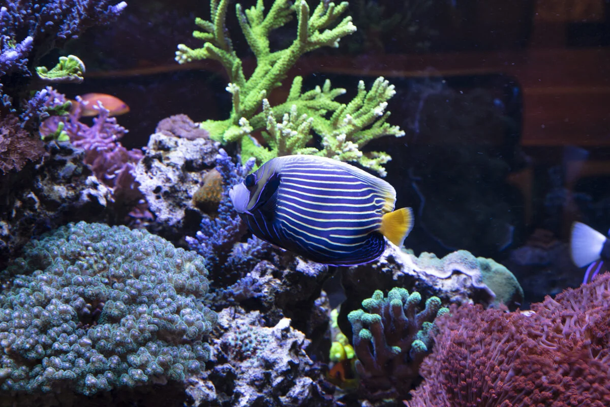 Colorful coral reef with a striped fish swimming among coral and rocks.