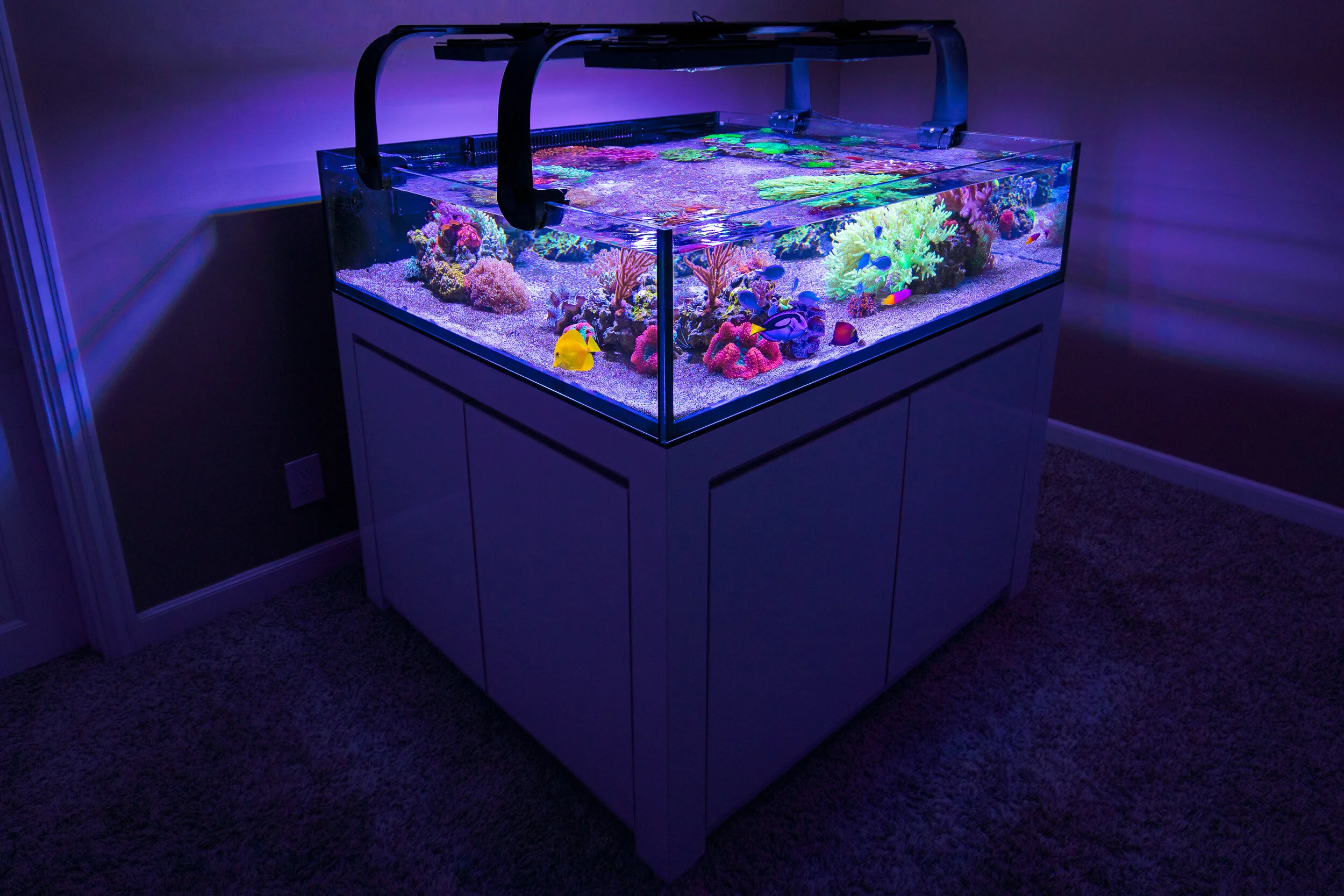 A brightly lit coral reef aquarium with colorful corals and marine life, placed on a white stand in a dark room.