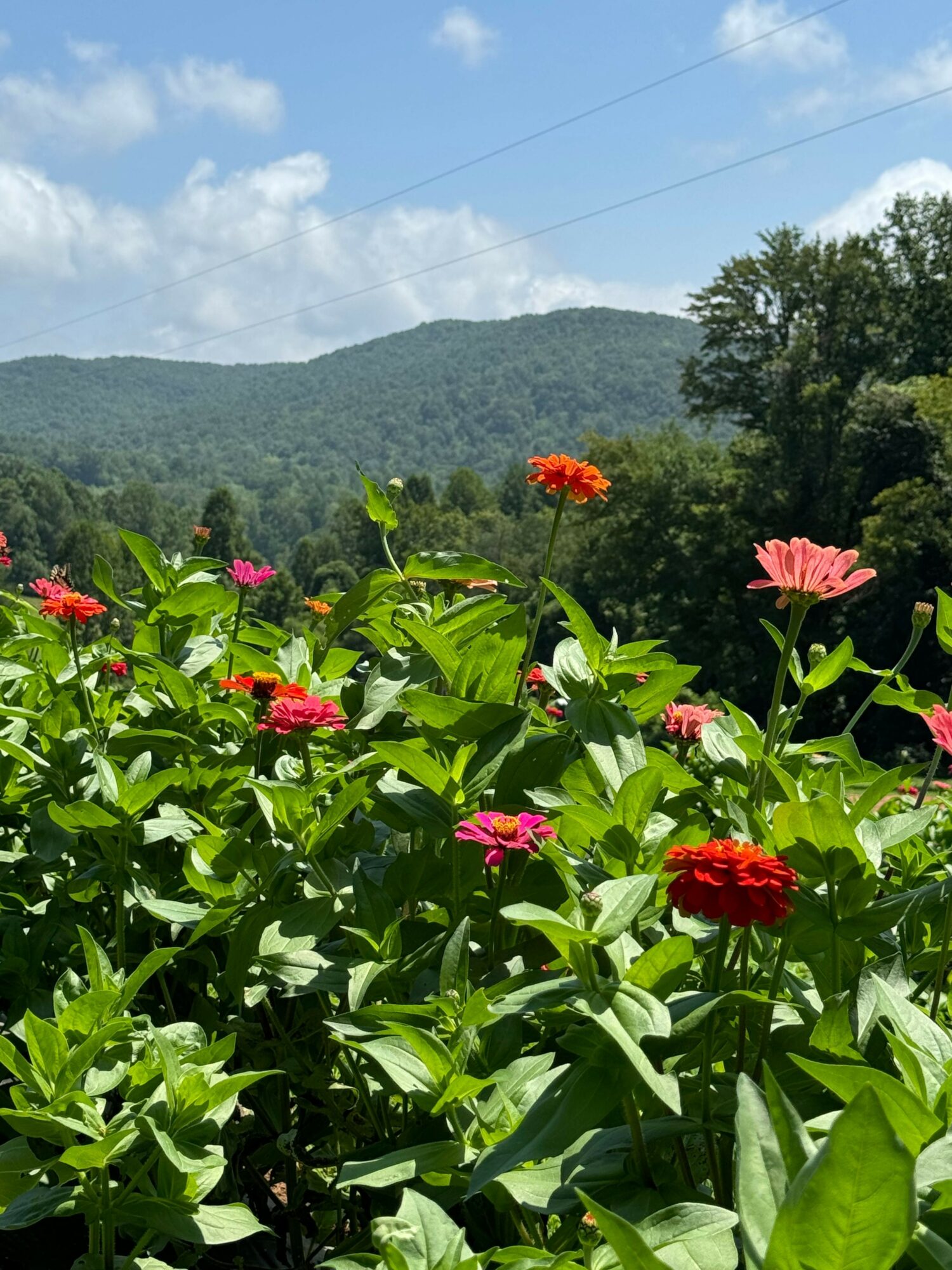 Colorful flowers and green leaves with a background of trees and sky, viewed from the side.