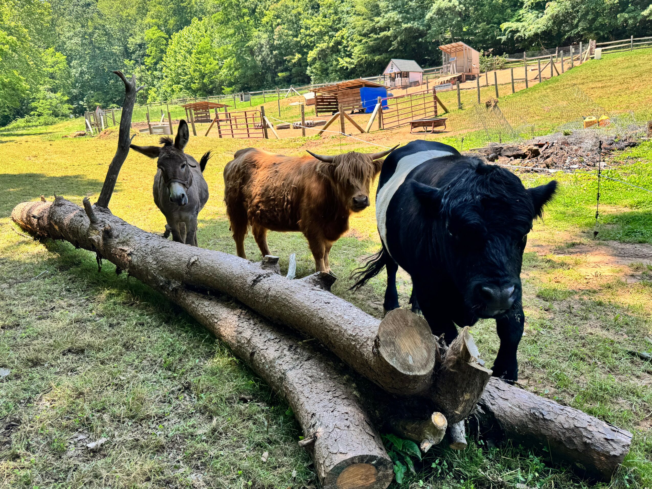 Three small ponies grazing near a fallen tree in a grassy field with a fence and trees in the background.
