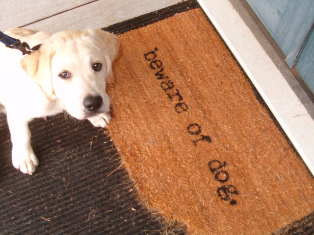 Dog with light fur and dark eyes lying on a doormat near a door, doormat has text, and the floor is dark and light-colored.
