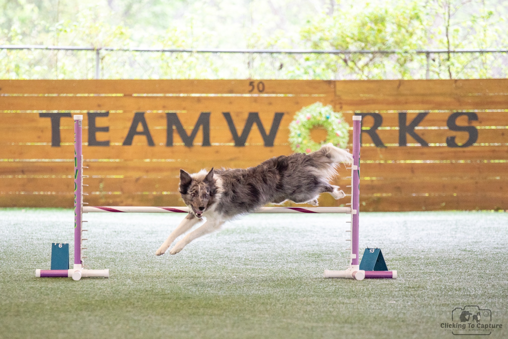 Cat jumping over an obstacle in an outdoor agility course, with a wooden fence and greenery in the background.
