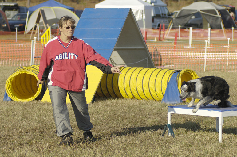 Person in red jacket guiding a dog through an agility course outdoors, with tents in the background.