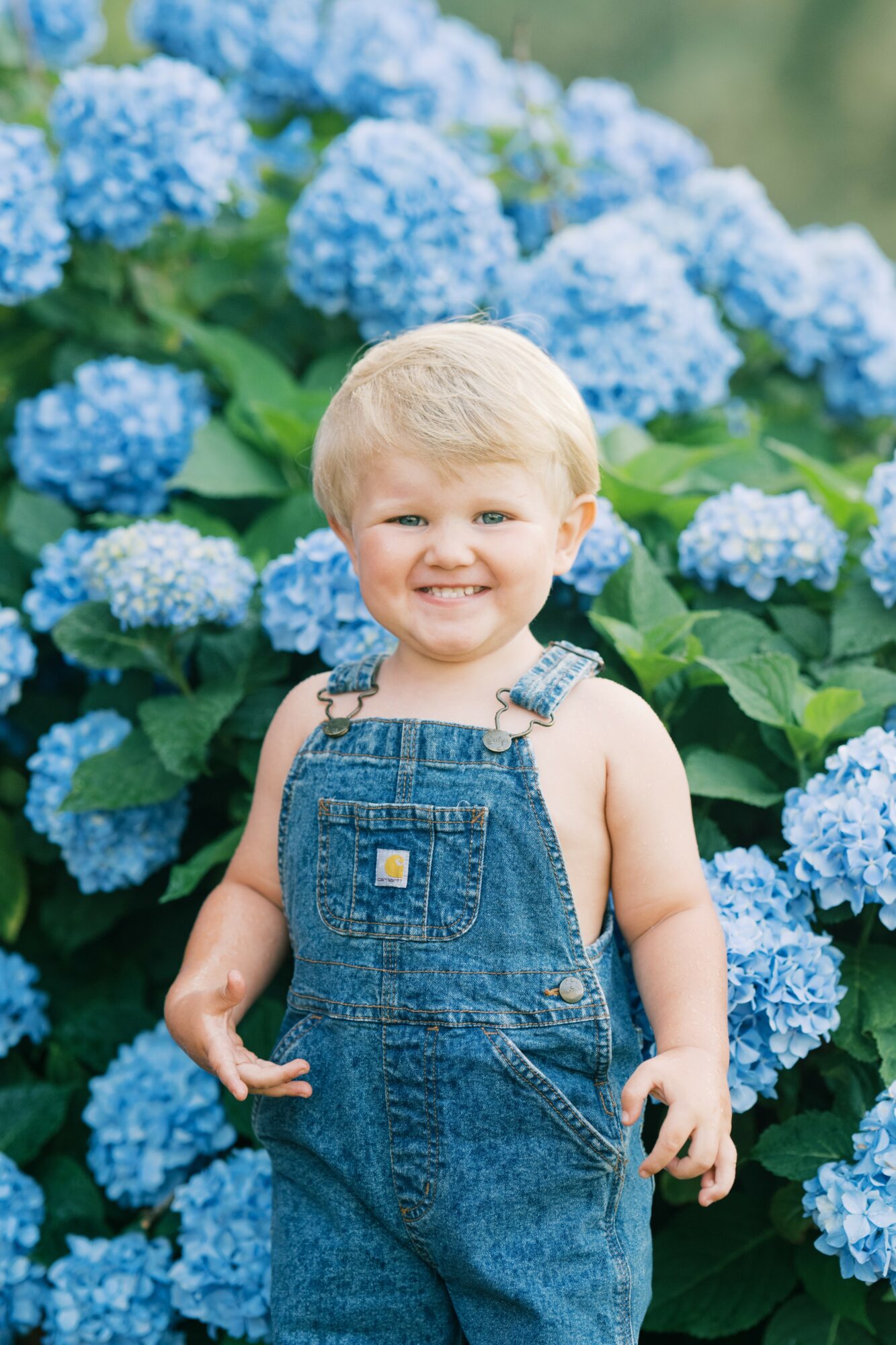 Smiling young child with blonde hair in denim overalls standing in front of blue hydrangea flowers outdoors.