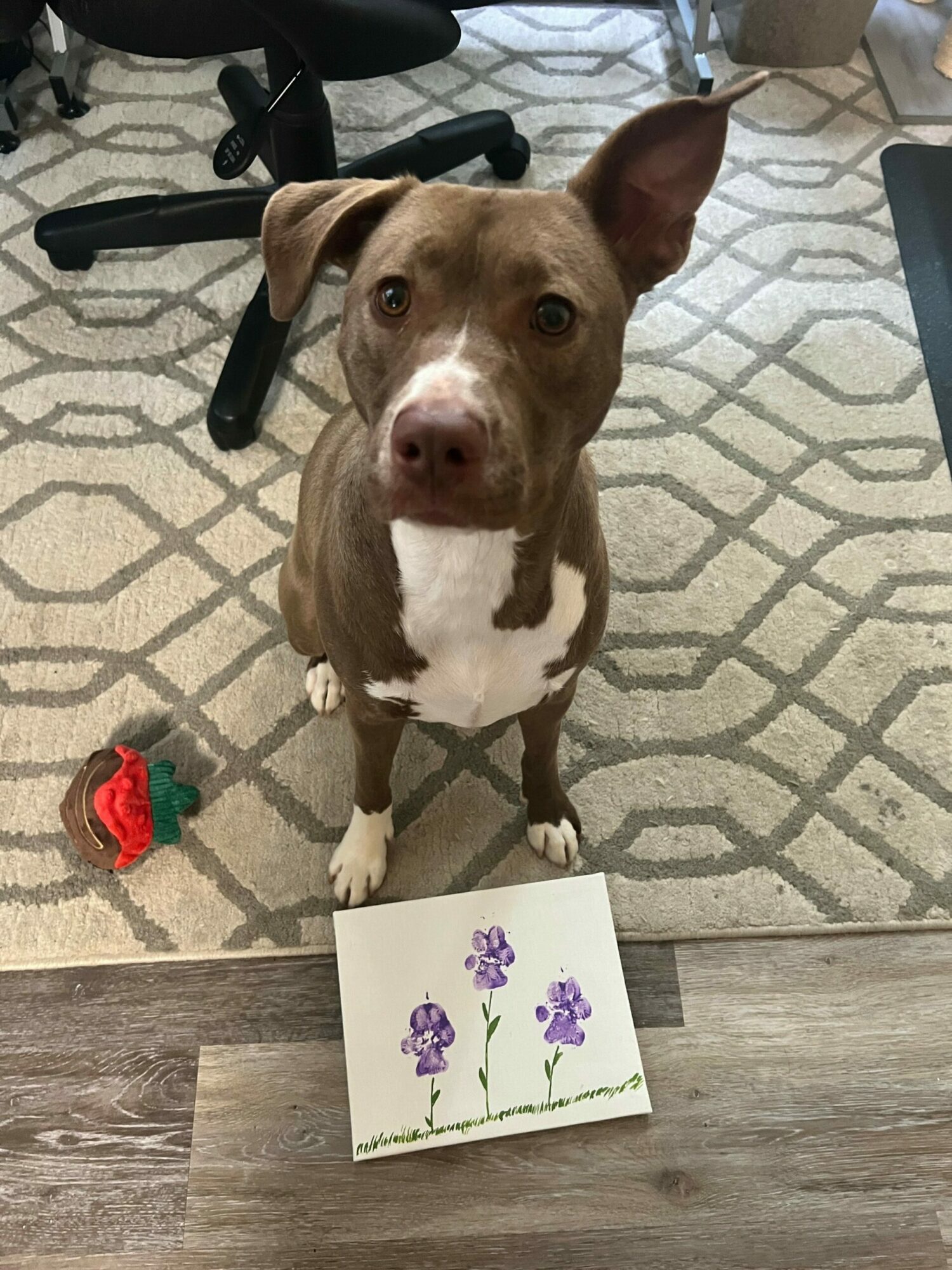 Dog with brown and white fur looking up, next to a book with purple flowers and a red toy on the floor.