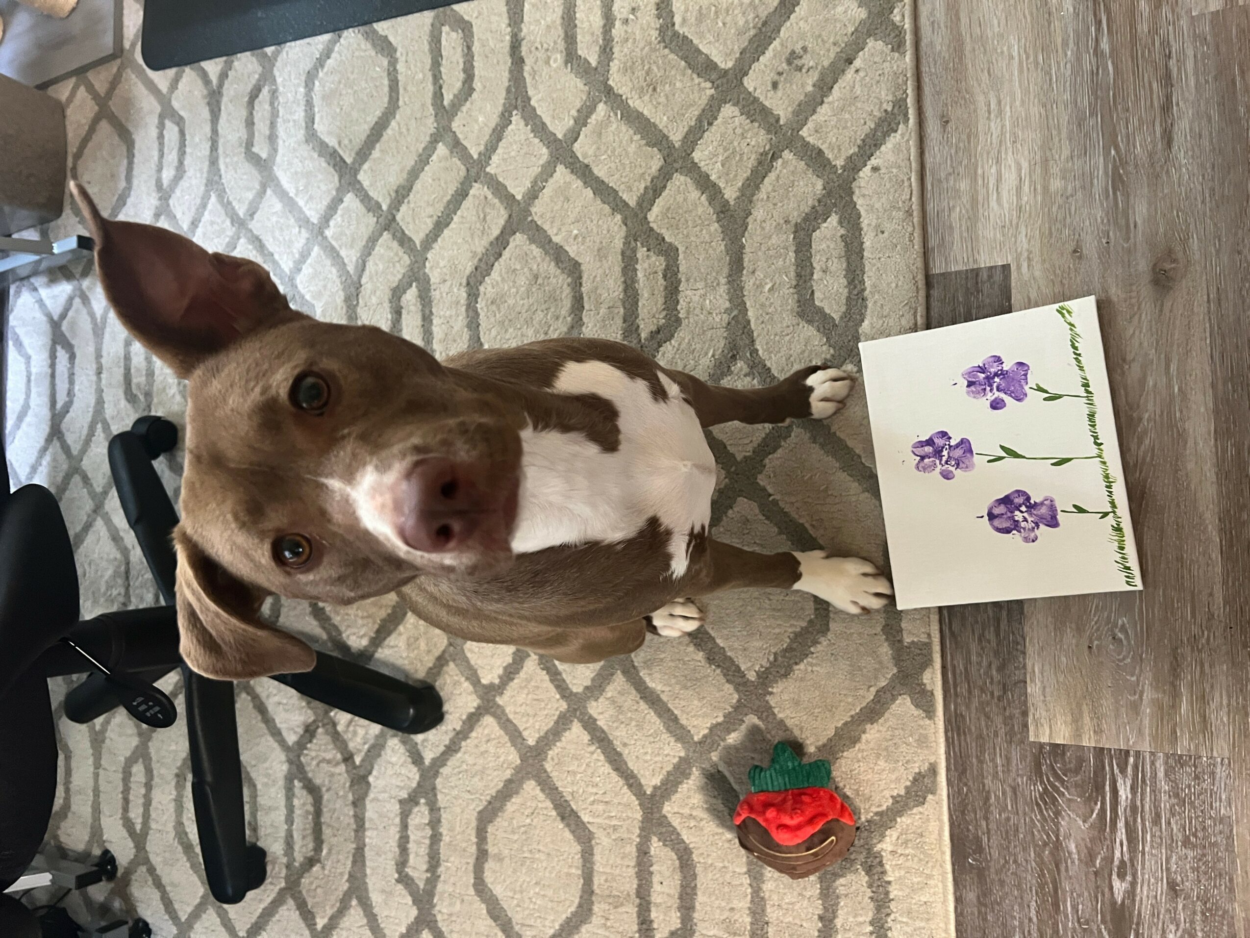 Dog with brown and white fur looking up, next to a book with purple flowers and a red toy on the floor.
