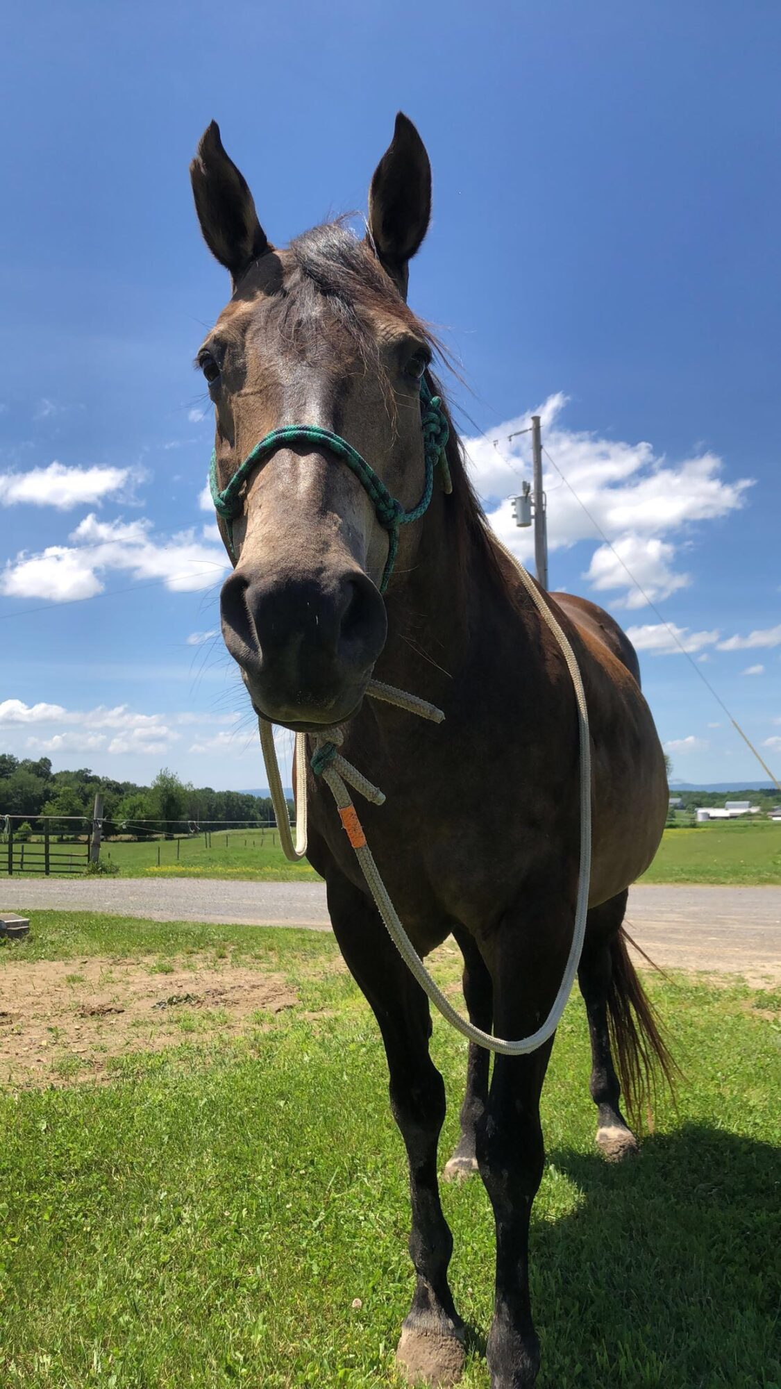 A horse standing outdoors on grass with a blue sky and clouds in the background.