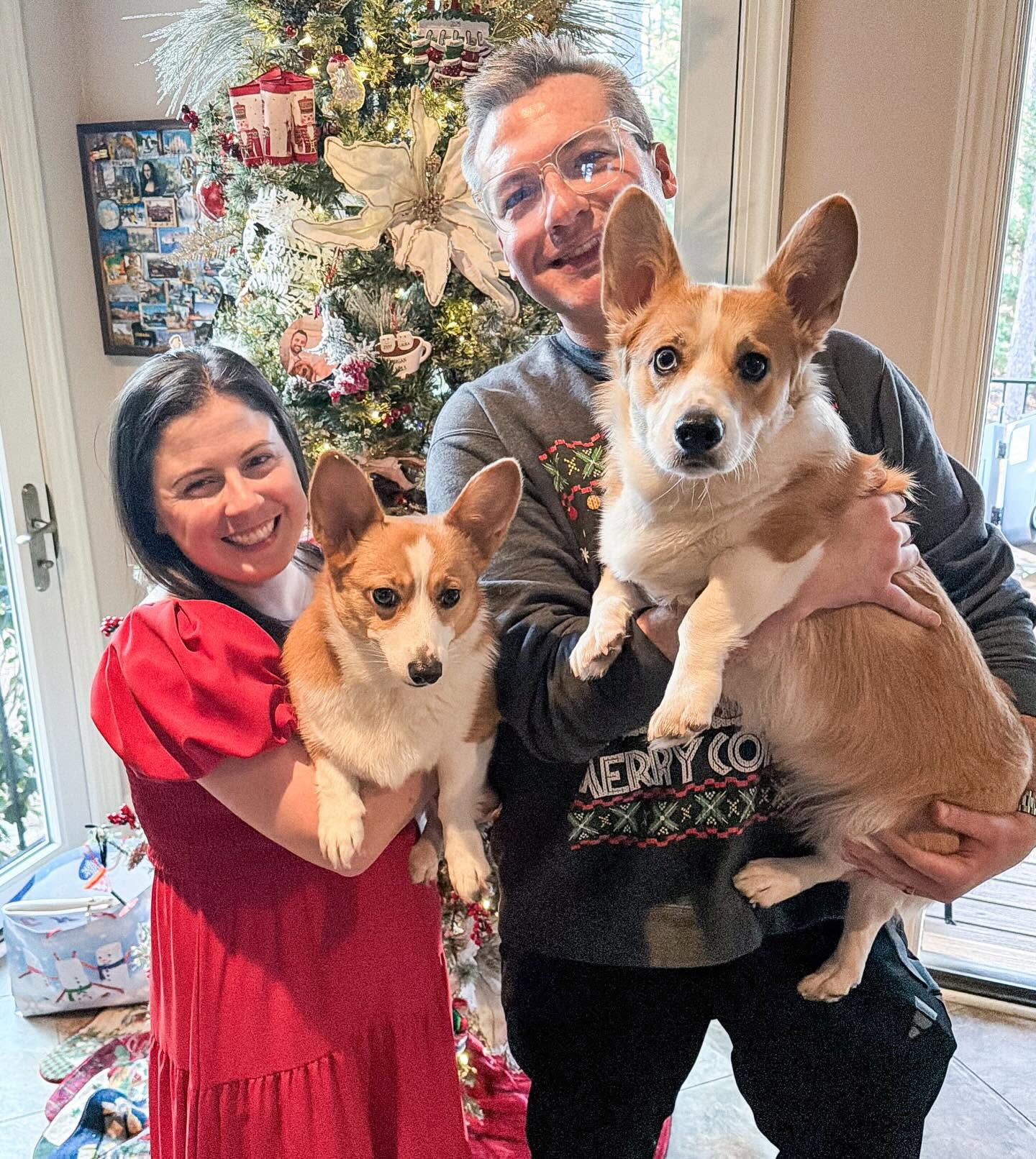 Two people holding corgi dogs in front of a decorated Christmas tree, smiling indoors.
