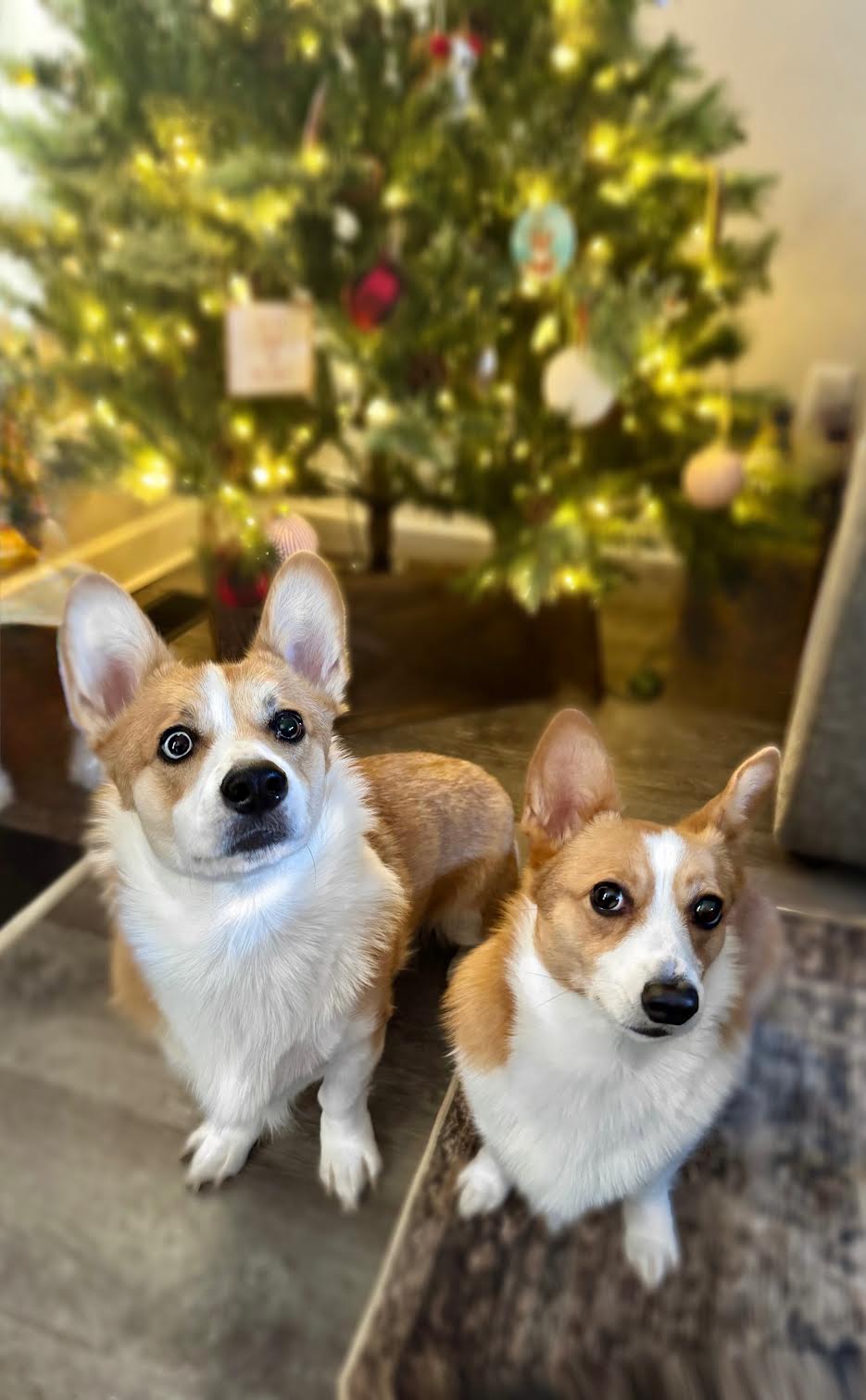 Two small dogs with tan and white fur sit on a carpeted floor in front of a decorated Christmas tree with lights and ornaments.