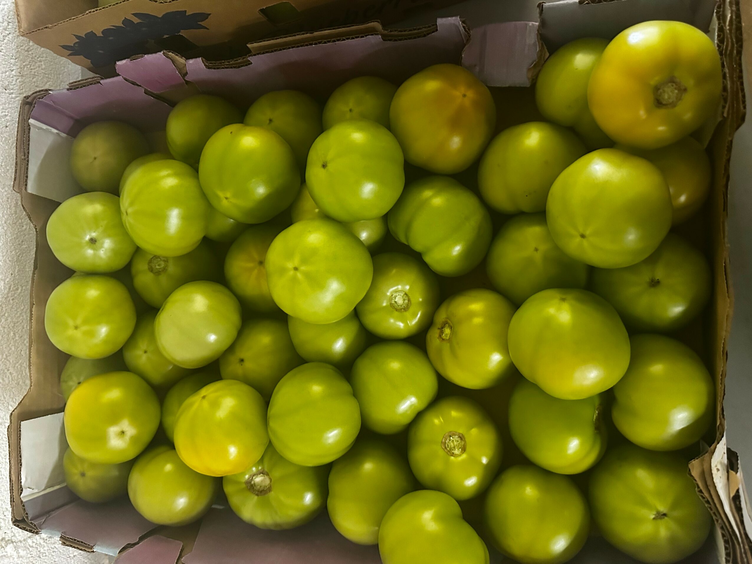 Green tomatoes in a box, some with yellowish tint, various sizes, shiny surface, densely packed.