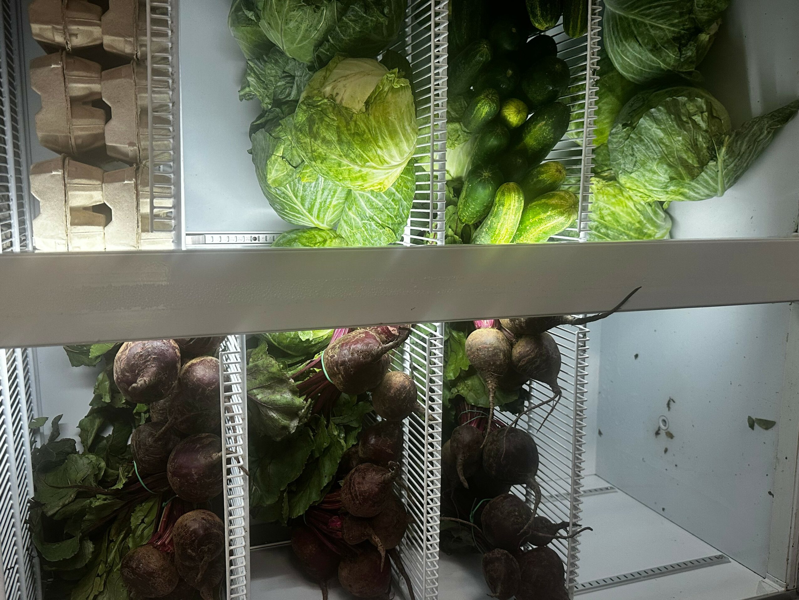 Fresh green lettuce, cucumbers, and beets stored in a refrigerator, visible on shelves.