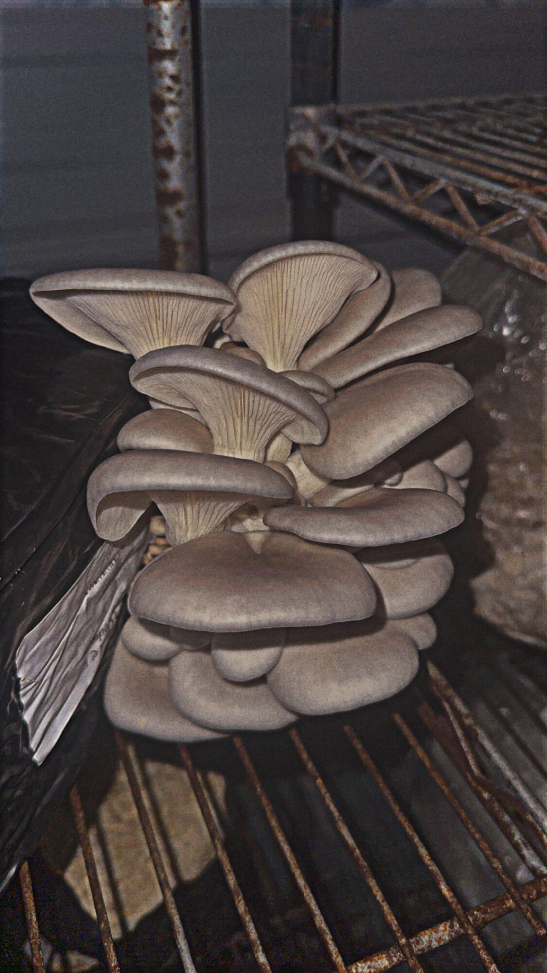 Cluster of grayish mushrooms growing on a dark surface with a metal and wooden background.