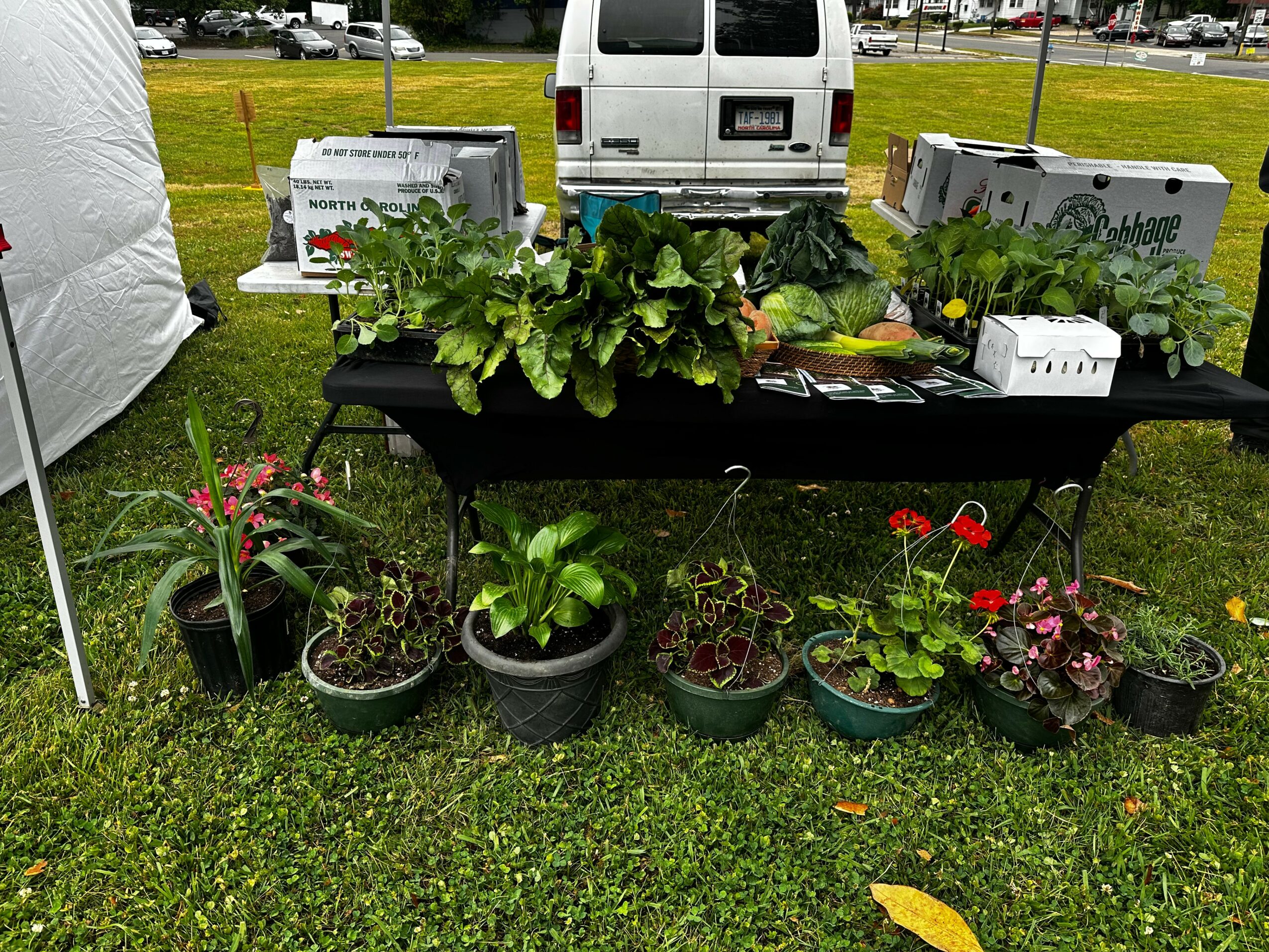 Table with potted plants and gardening supplies outdoors on grass, with vehicles and a road in background.