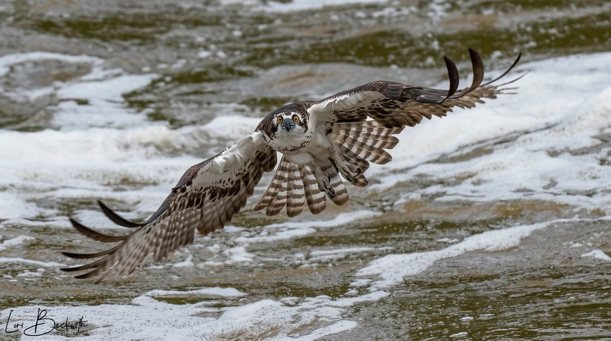 Two birds flying low over water with waves, one bird slightly ahead of the other, wings spread wide.