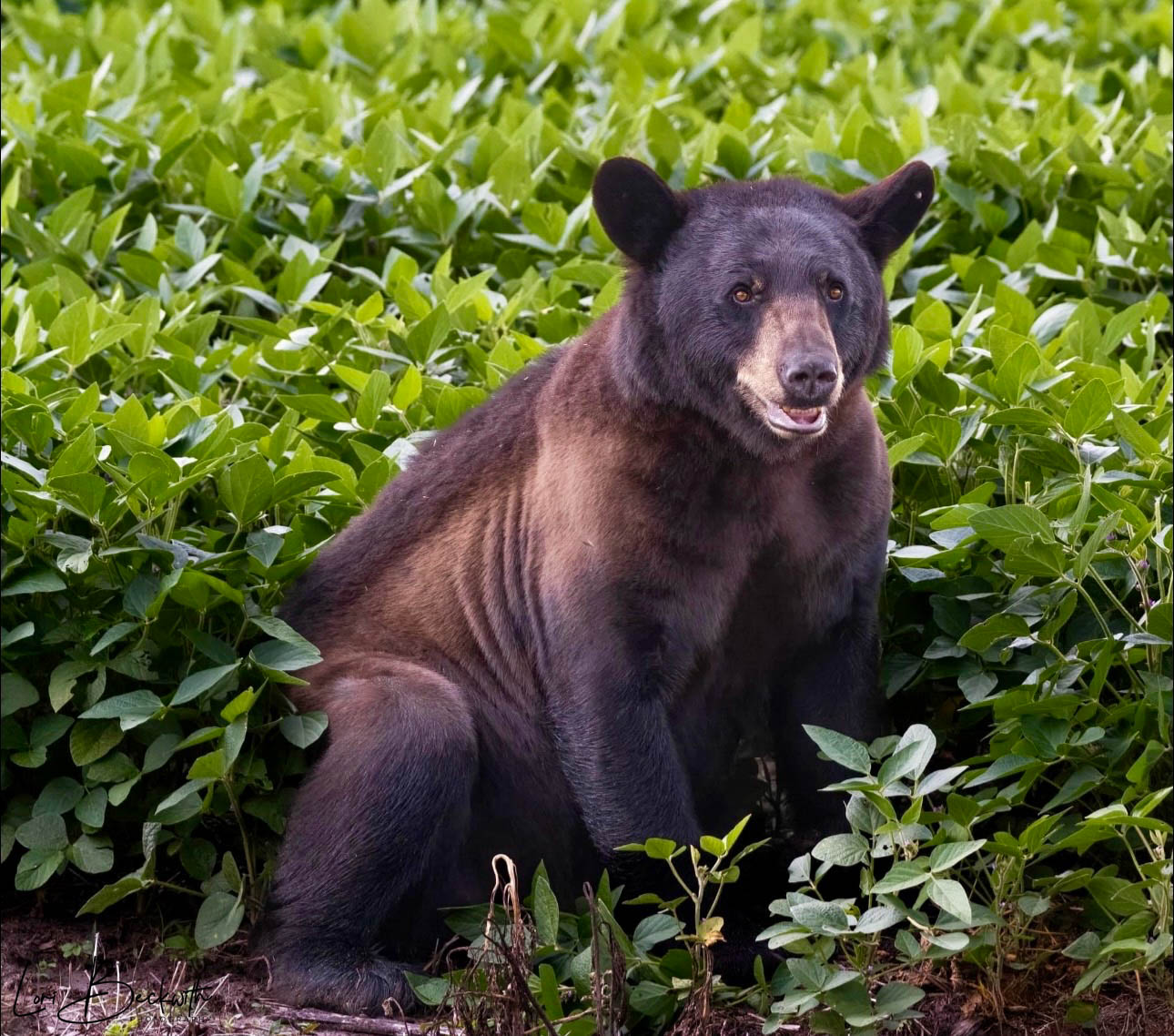 A bear sitting among green plants with a background of dense foliage, facing forward with a neutral expression.