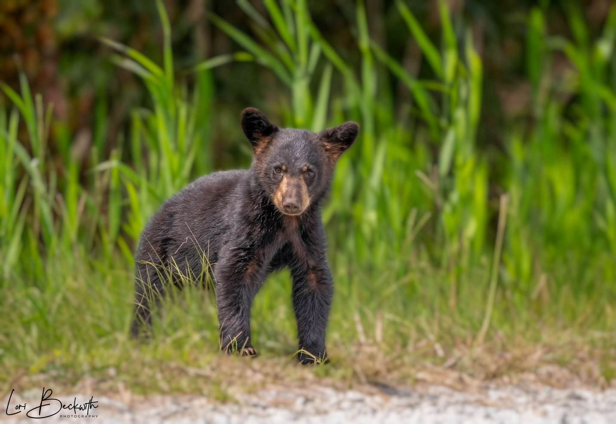 Young bear standing on ground with green grass and plants in background.