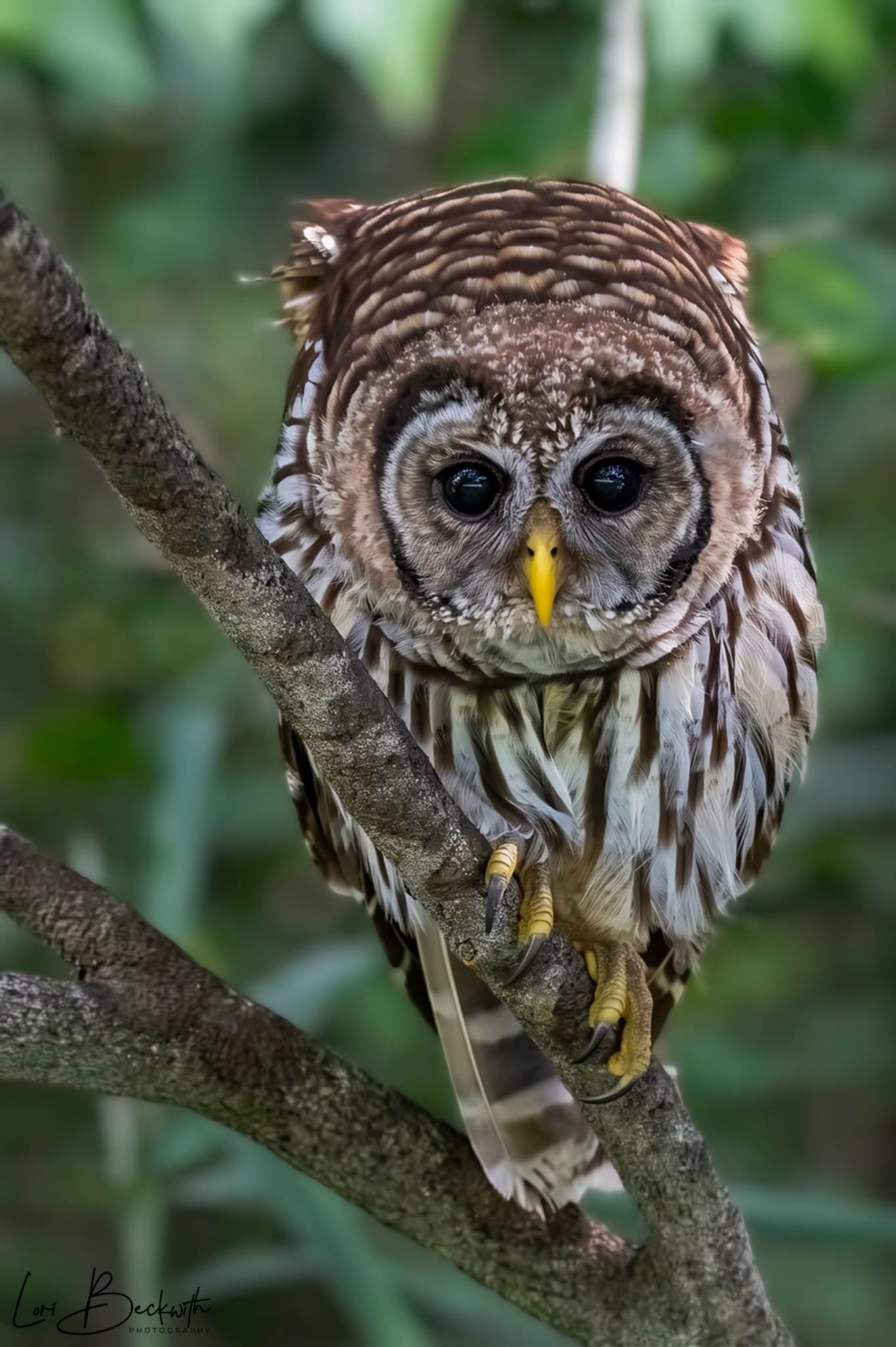 A detailed owl with large dark eyes and a yellow beak perched on a tree branch, surrounded by green foliage.