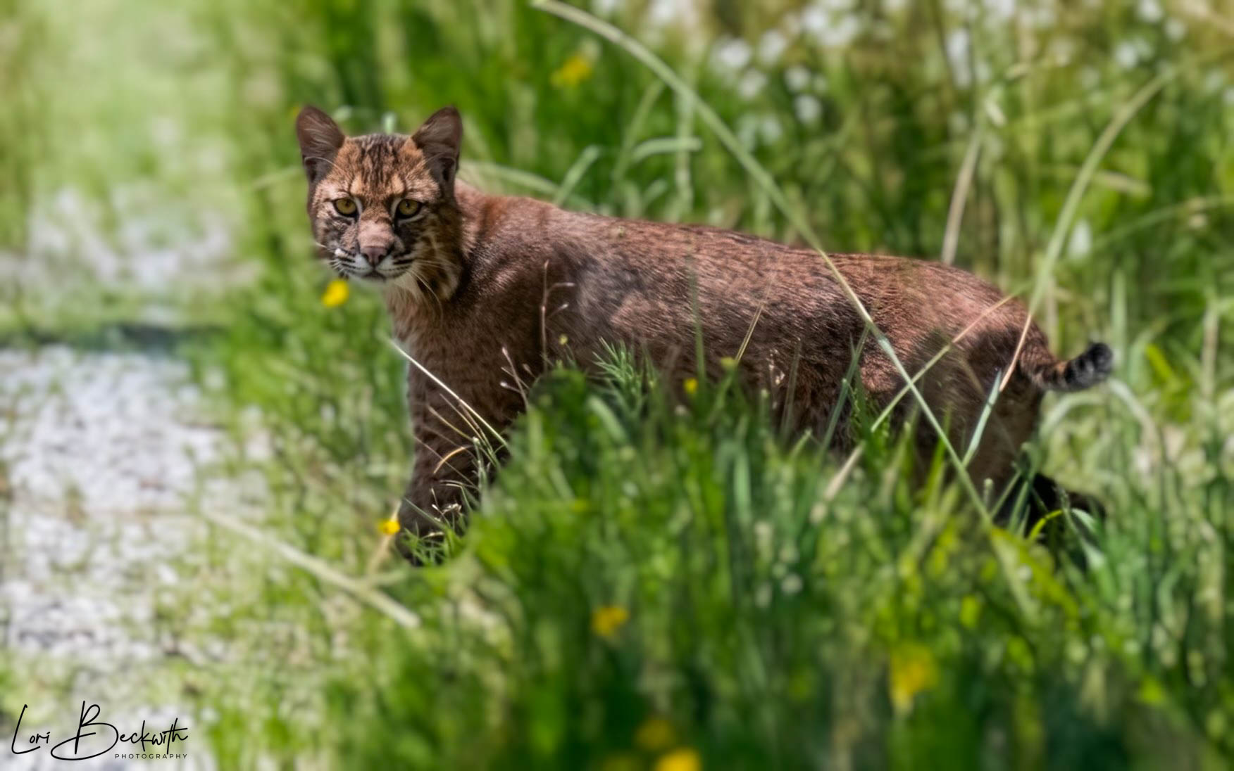 Panthera onca walking through tall grass near water, with green foliage in background.