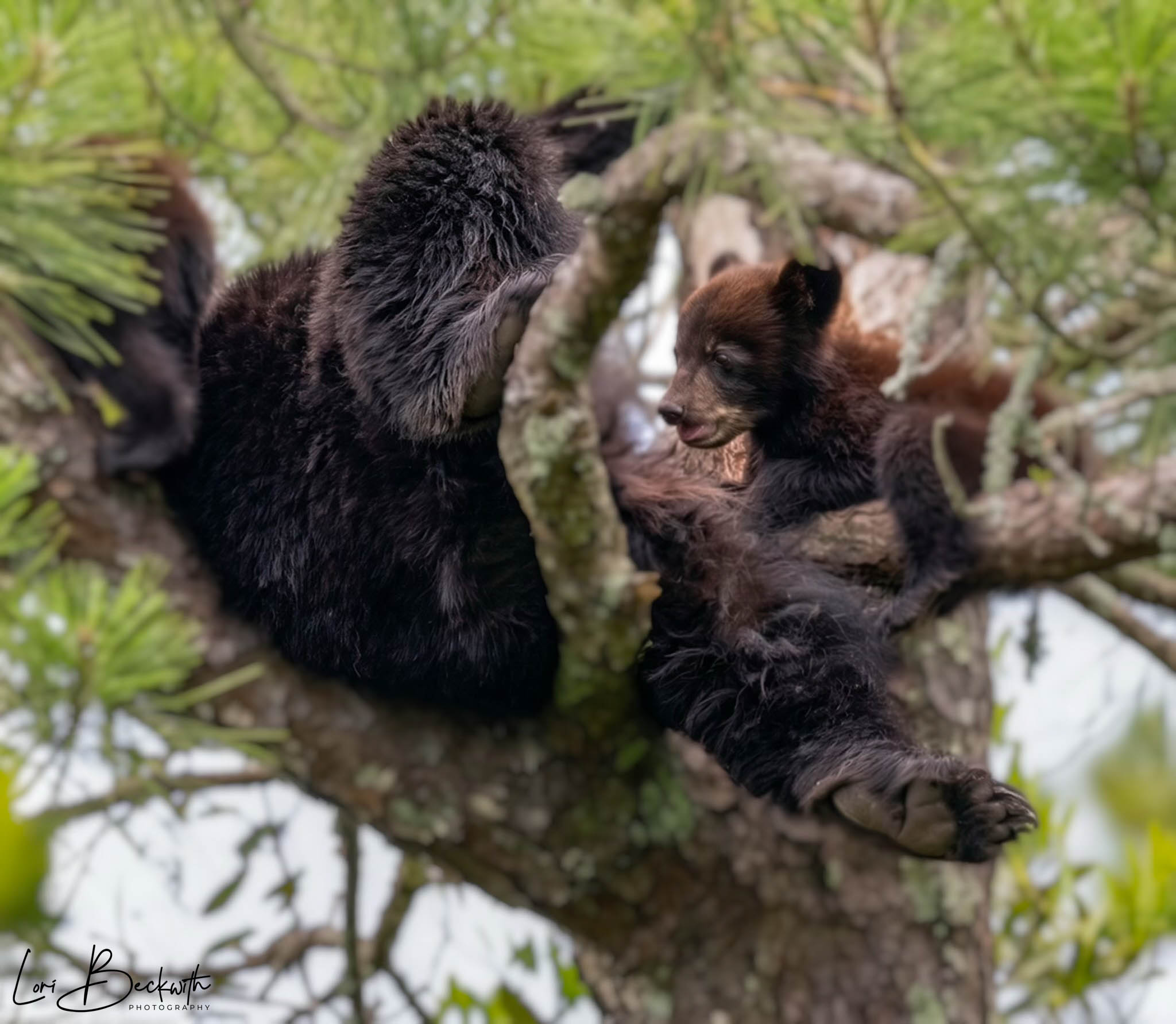 Two young bear cubs climbing a tree among green leaves and branches, playing and exploring.