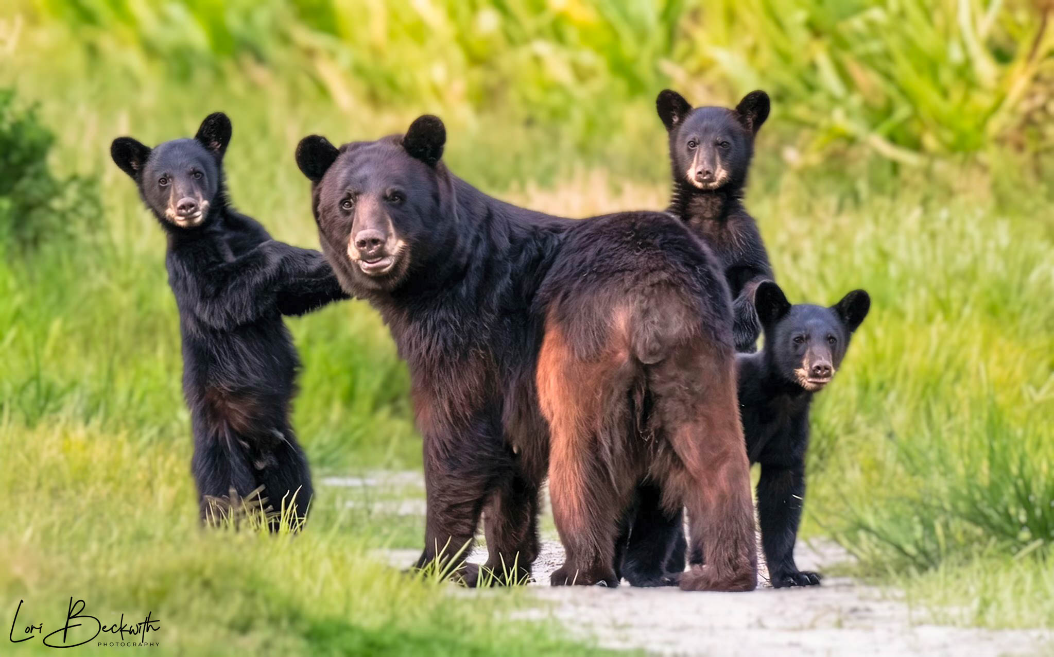 Four black bear cubs standing on grass with green foliage in background, facing forward.