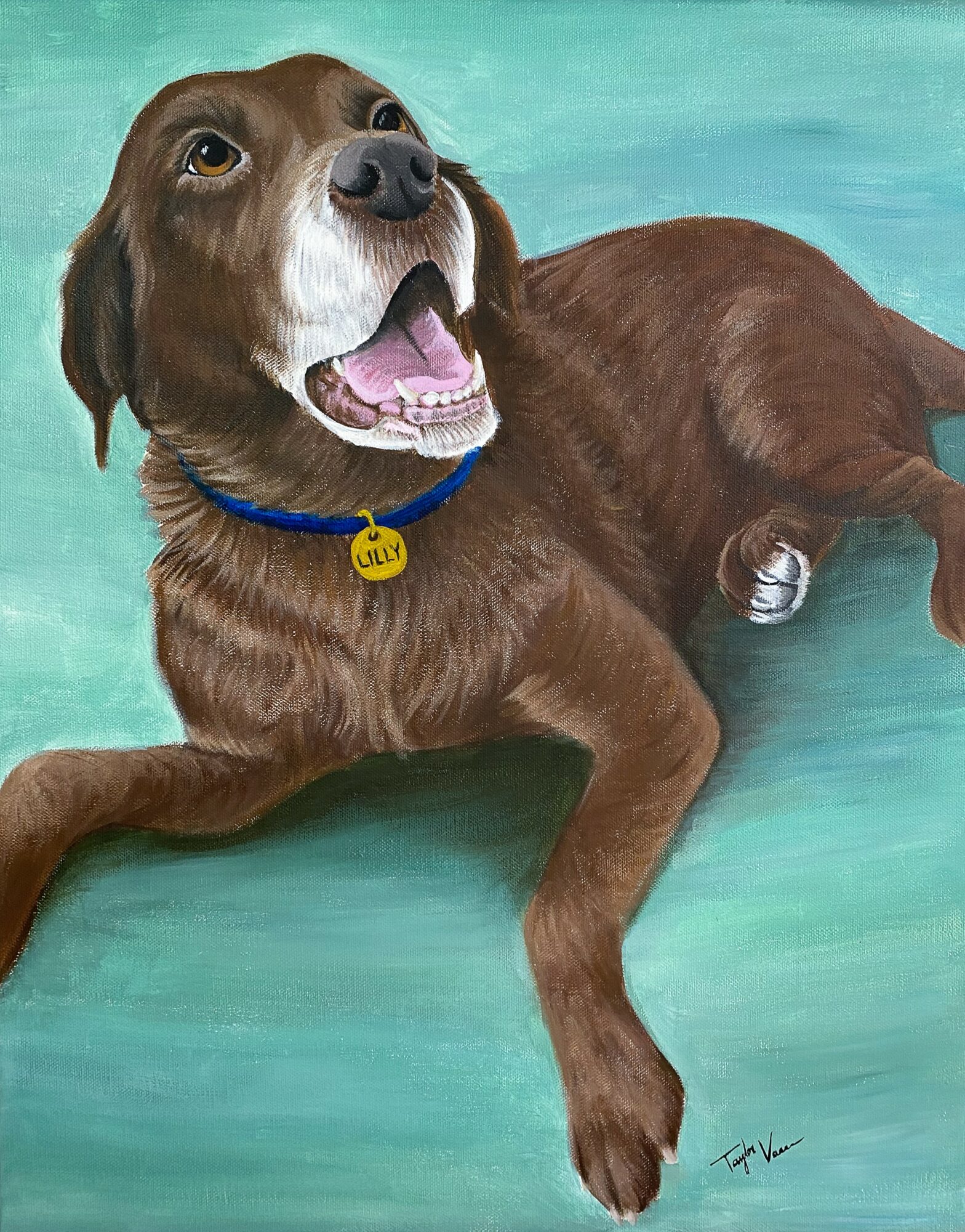 Brown dog with a blue collar and yellow tag lying on green floor, mouth open, looking up, background is teal.