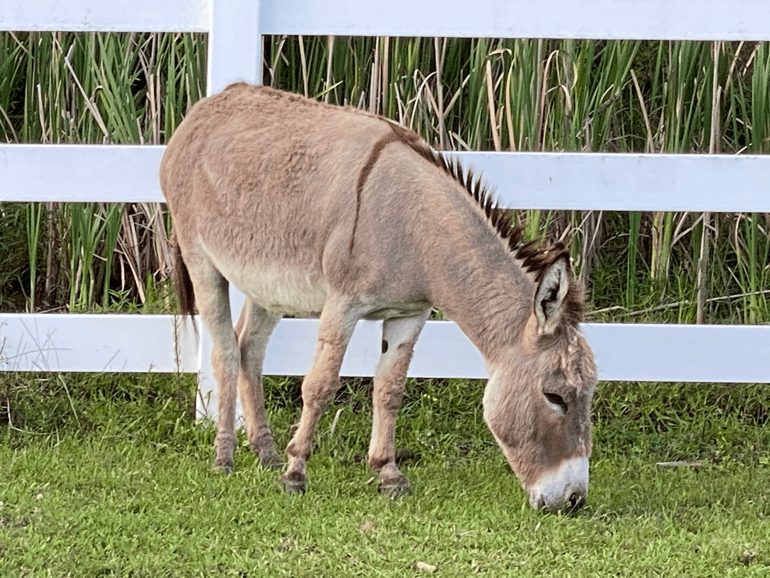 Donkey grazing on grass near a white fence with tall plants in the background.