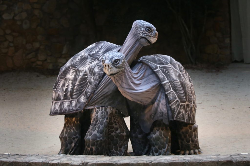 Two tortoises with their heads and shells touching, standing on a sandy surface with a dark background.