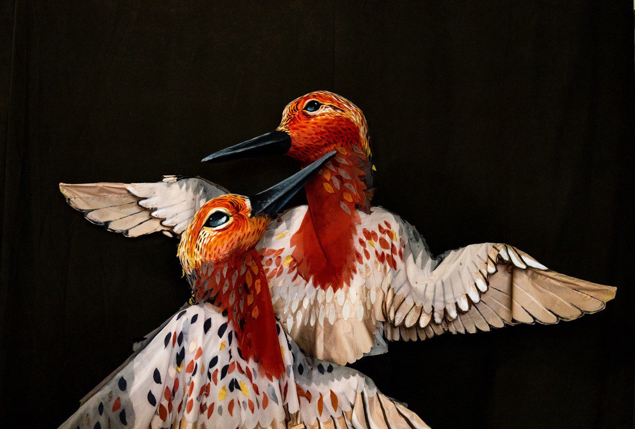 Two colorful birds with orange, white, and black feathers against a dark background, one with wings spread open.