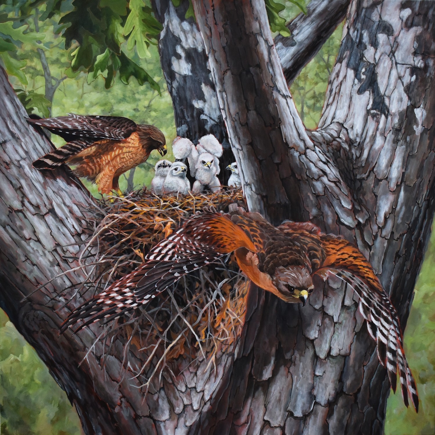 Two hawks with brown and black feathers near a nest with four owlets on a tree branch.