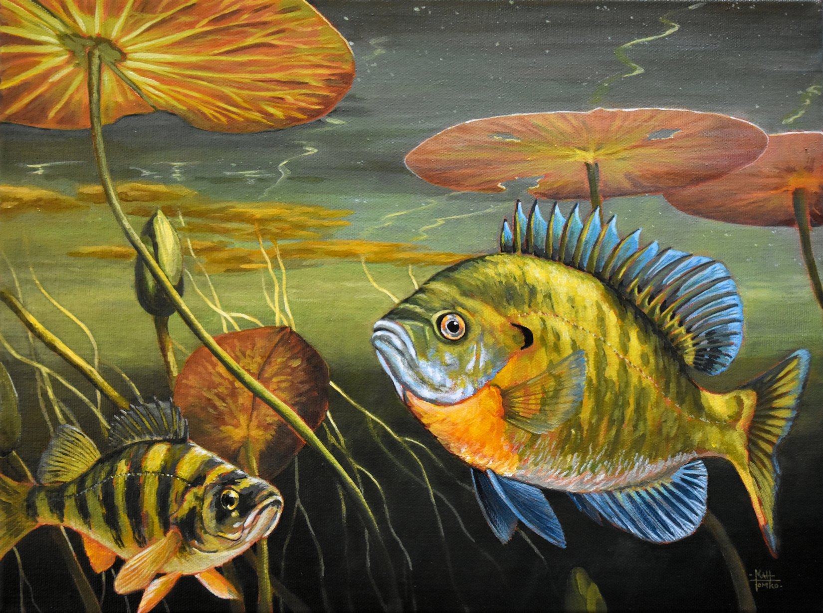 Two colorful fish swimming among water plants and lily pads in a pond.