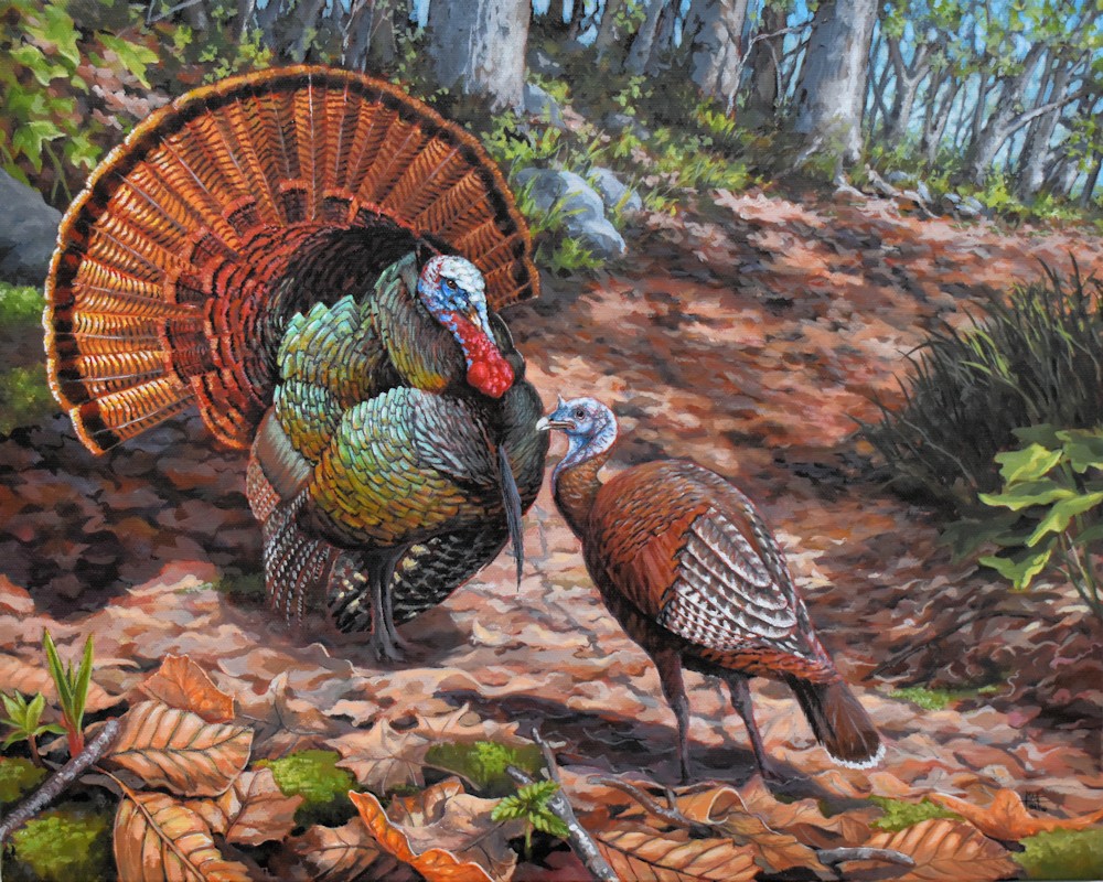 Two wild turkeys in a forest with fallen leaves and trees in the background.