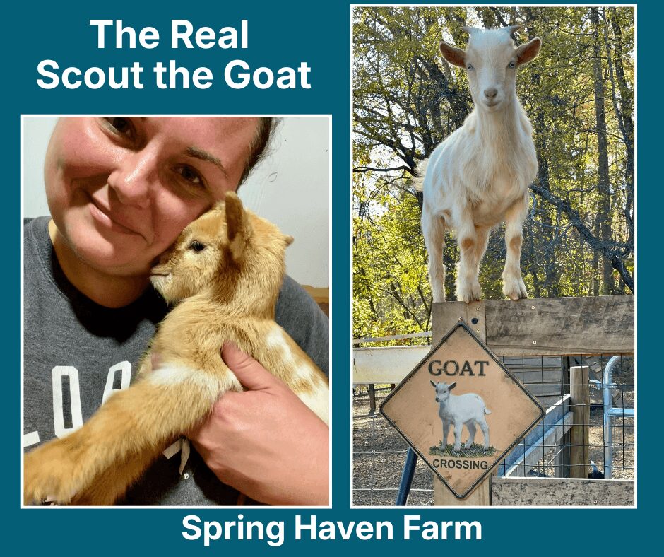 Person holding a goat kid, smiling, with a farm sign and goat in the background, Spring Haven Farm, 20 words, confidence: 0.9