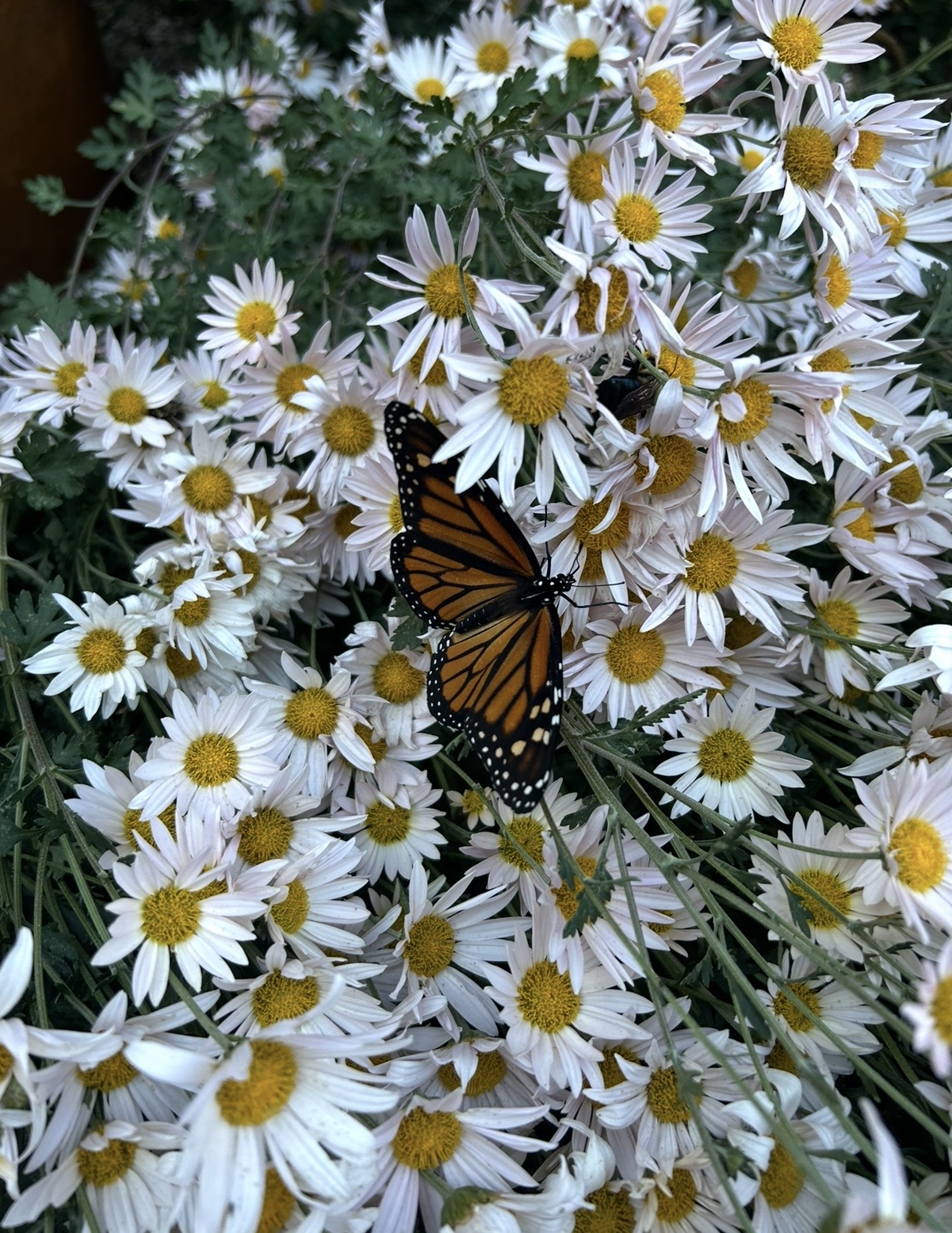 Orange and black butterfly on white daisies with yellow centers, surrounded by green leaves