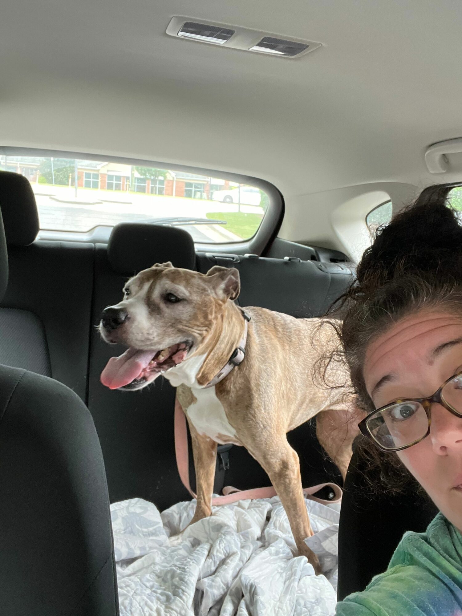 Person with glasses and a dog in a car, dog standing on a blanket, tongue out, looking happy.