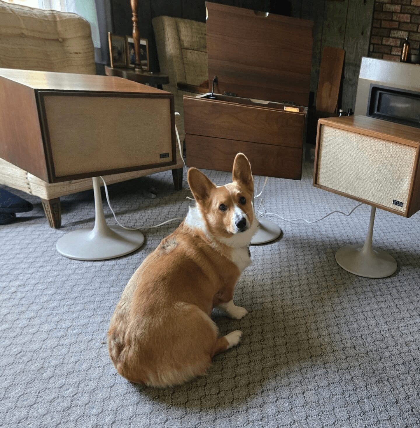 Corgi dog sitting on carpeted floor among vintage speakers and furniture in a room.