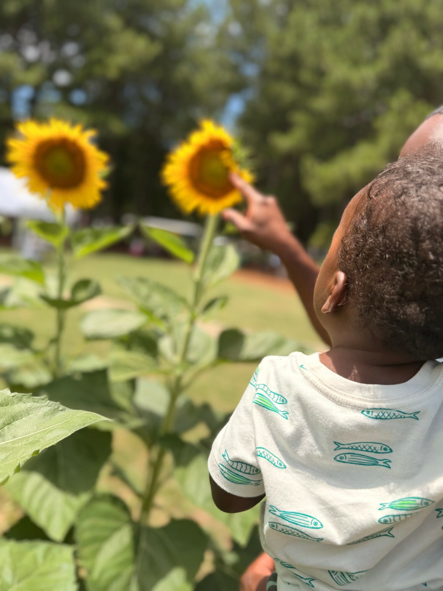 Child with short hair looking at sunflowers outdoors, with a person pointing at the flowers, trees in background.