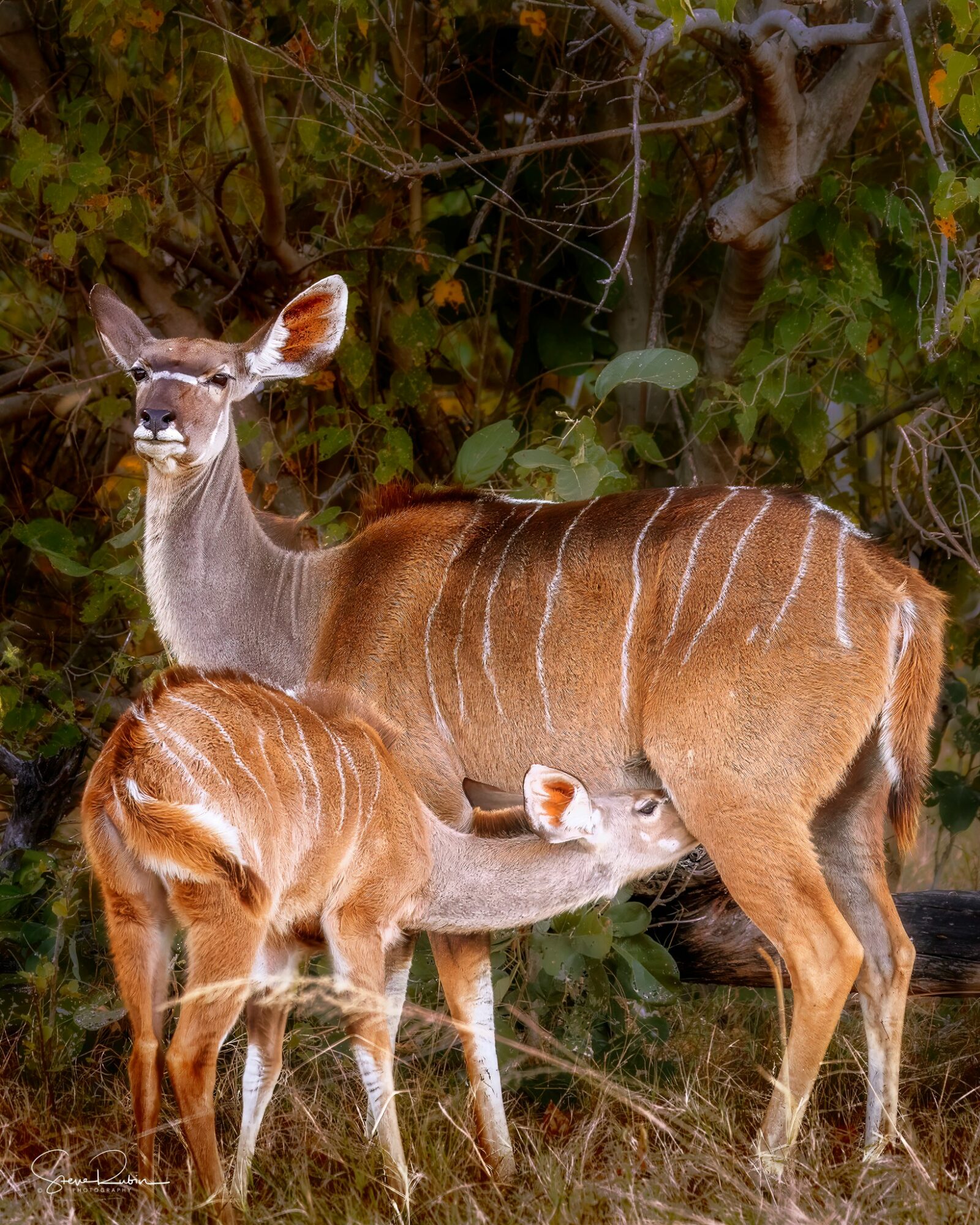 Adult female deer with a fawn in a natural setting with green foliage and grass, both facing left.