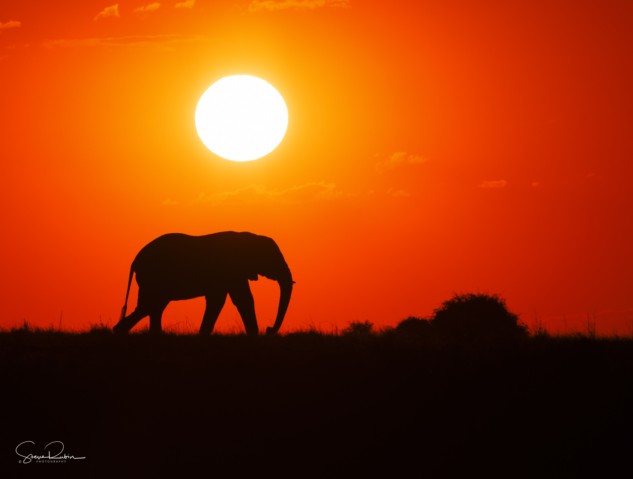 Elephant walking on grass with a sunset and large sun in the background, orange sky, and silhouette of bushes.