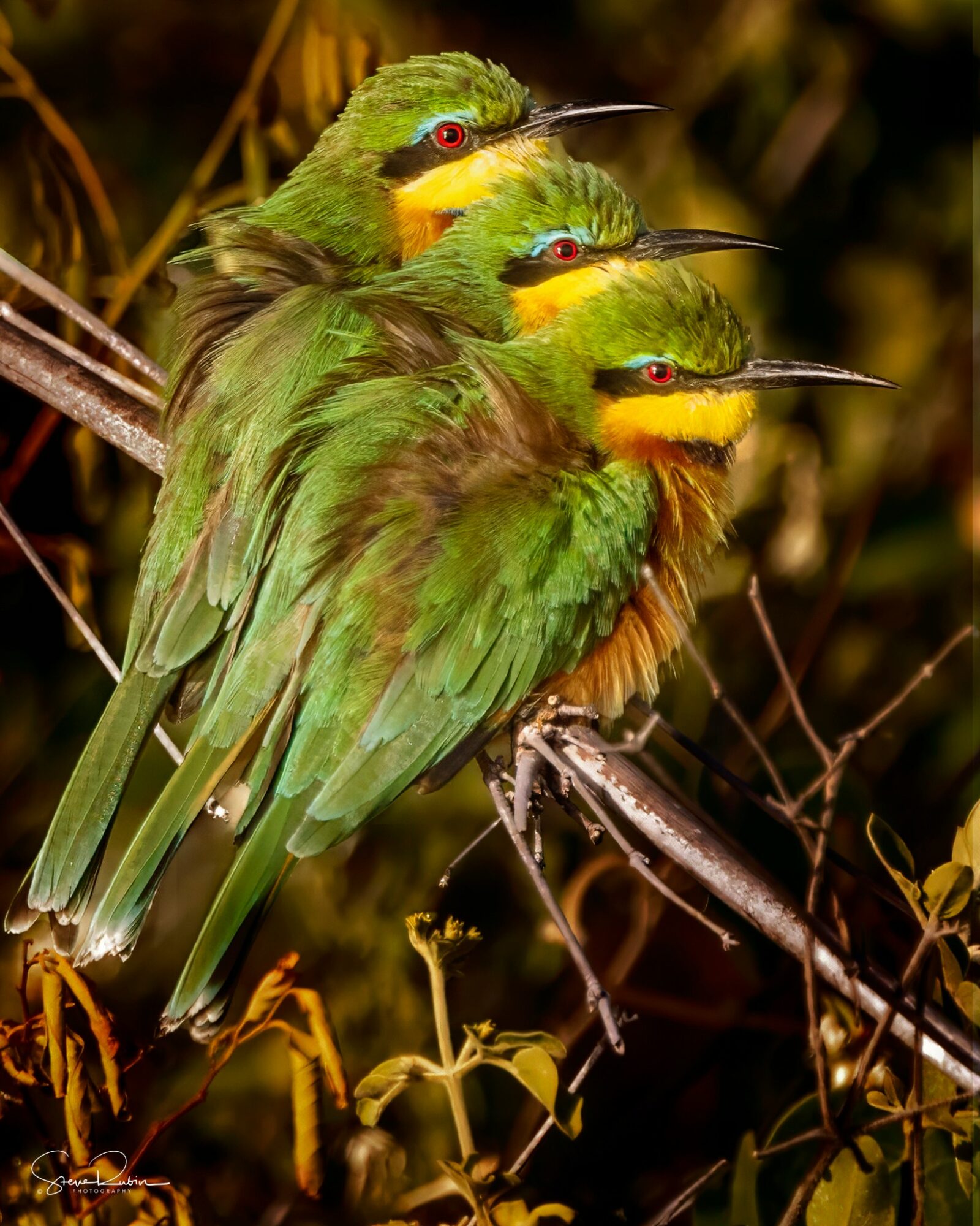 Three colorful birds with green, yellow, and orange feathers perched on a branch among foliage.