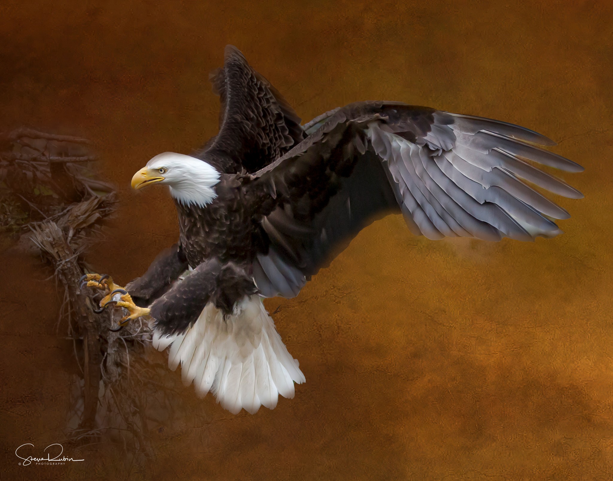 Bald eagle with wings spread, perched on a branch against a brown background.