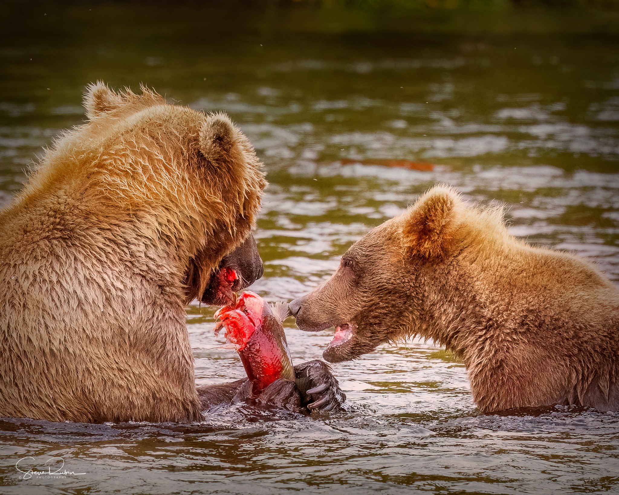 Two bears in water sharing a fish, one holding the fish with paws, the other reaching out. Natural outdoor setting.