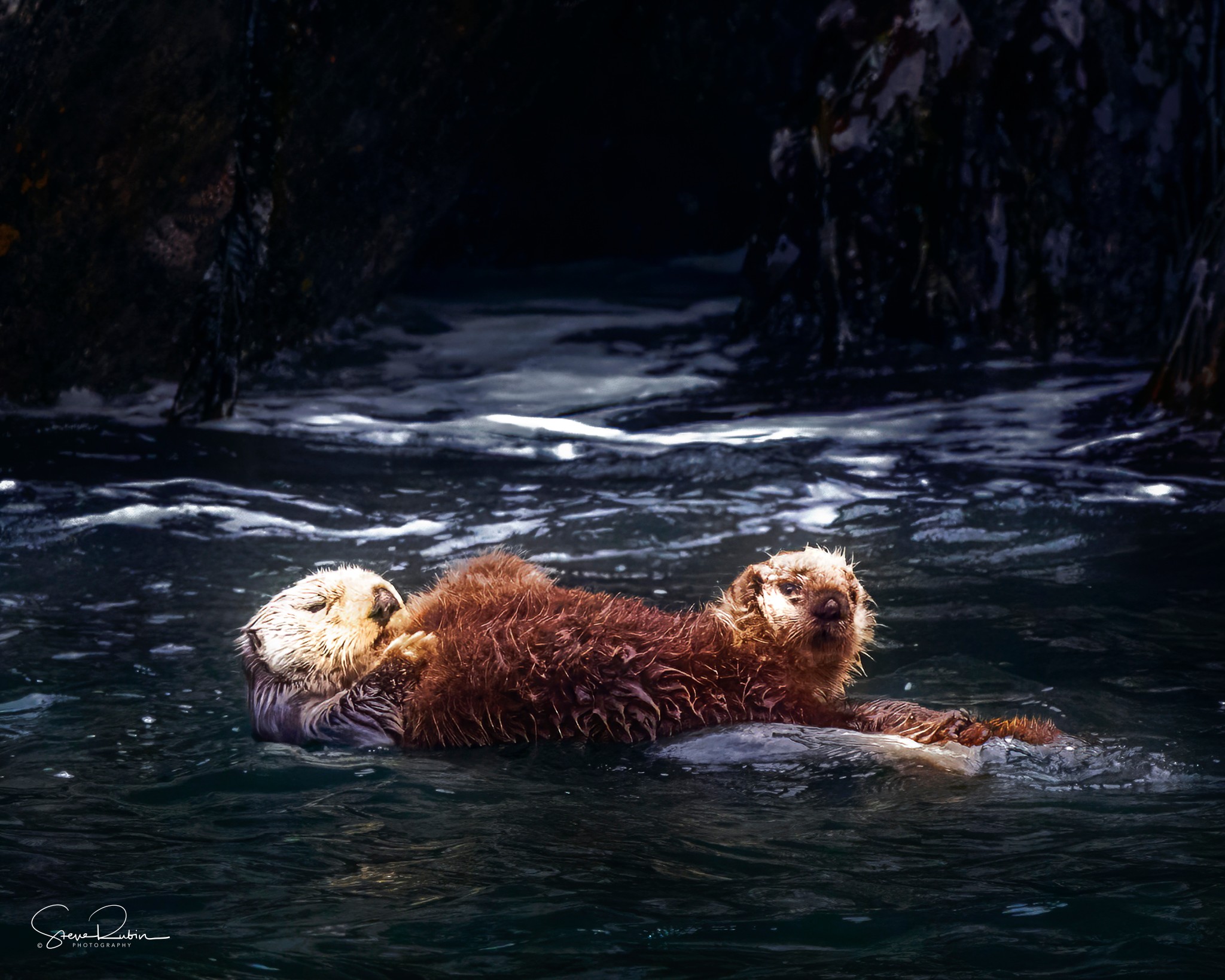 Otters floating on water, surrounded by dark rocks, with one otter resting on its back and the other partially submerged.