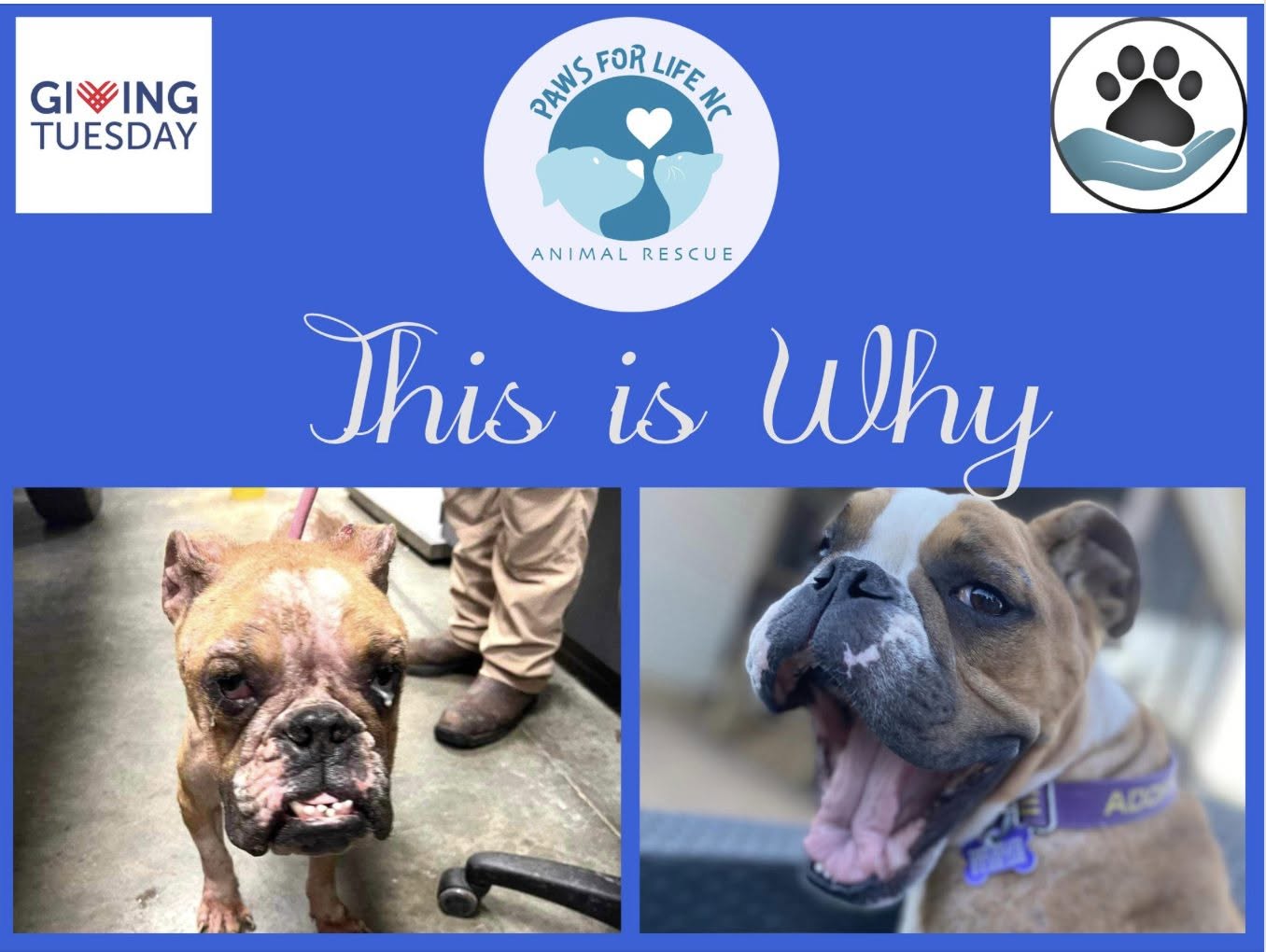 Two dogs, one with a sad face and the other with a happy face, promote animal rescue awareness. Text reads 'This is Why'.
